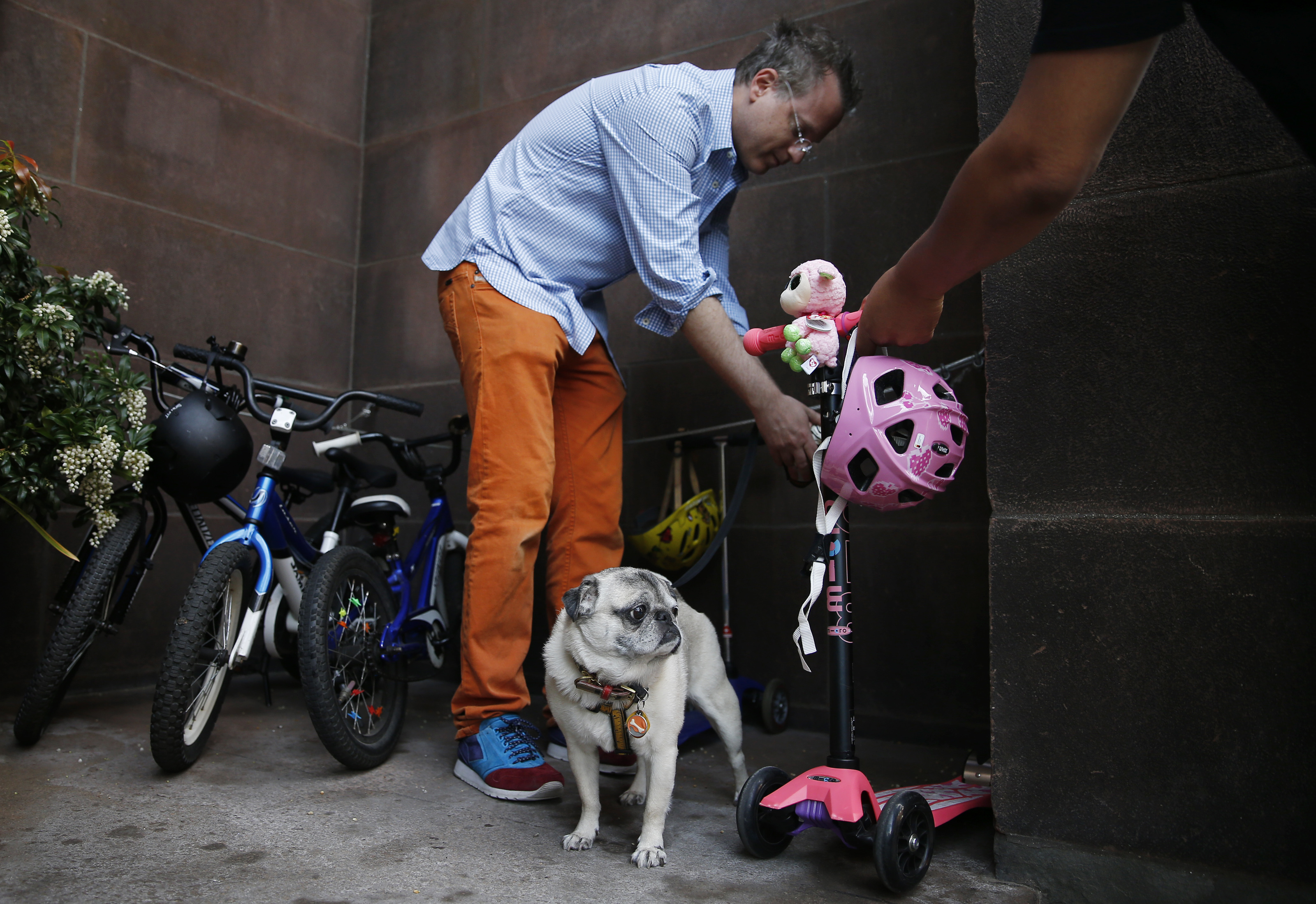 <b>8:14 a.m.</b> Mezrich unties his dog, Bugsy, after walking his kids to school in Boston.