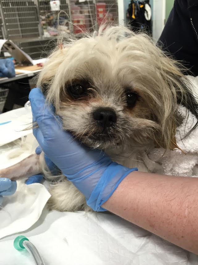 Worker rescues dog that was hit by commuter line train, lost its leg