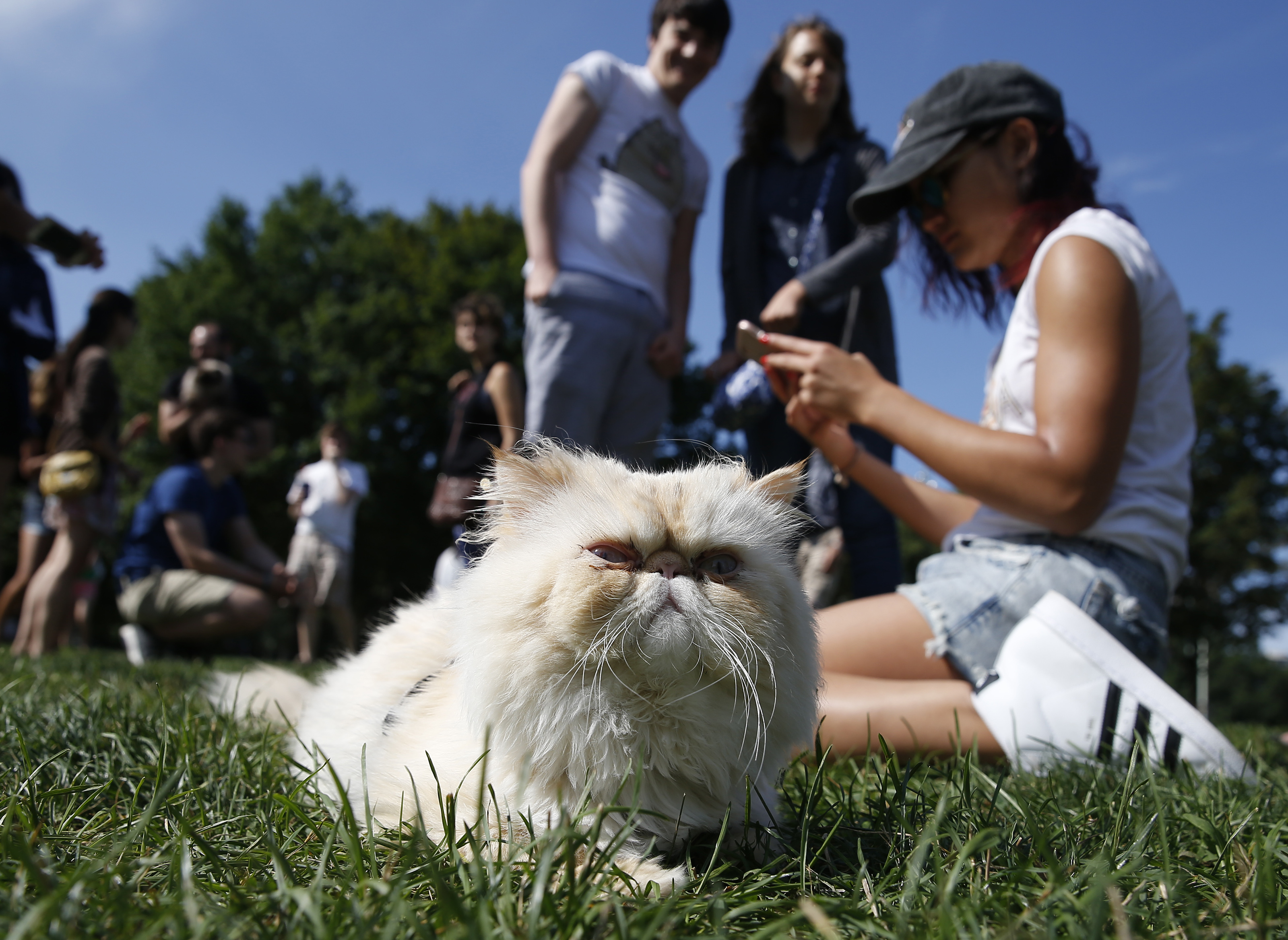 General Mao of Boston kept a watchful eye on the proceedings during the first Caturday.