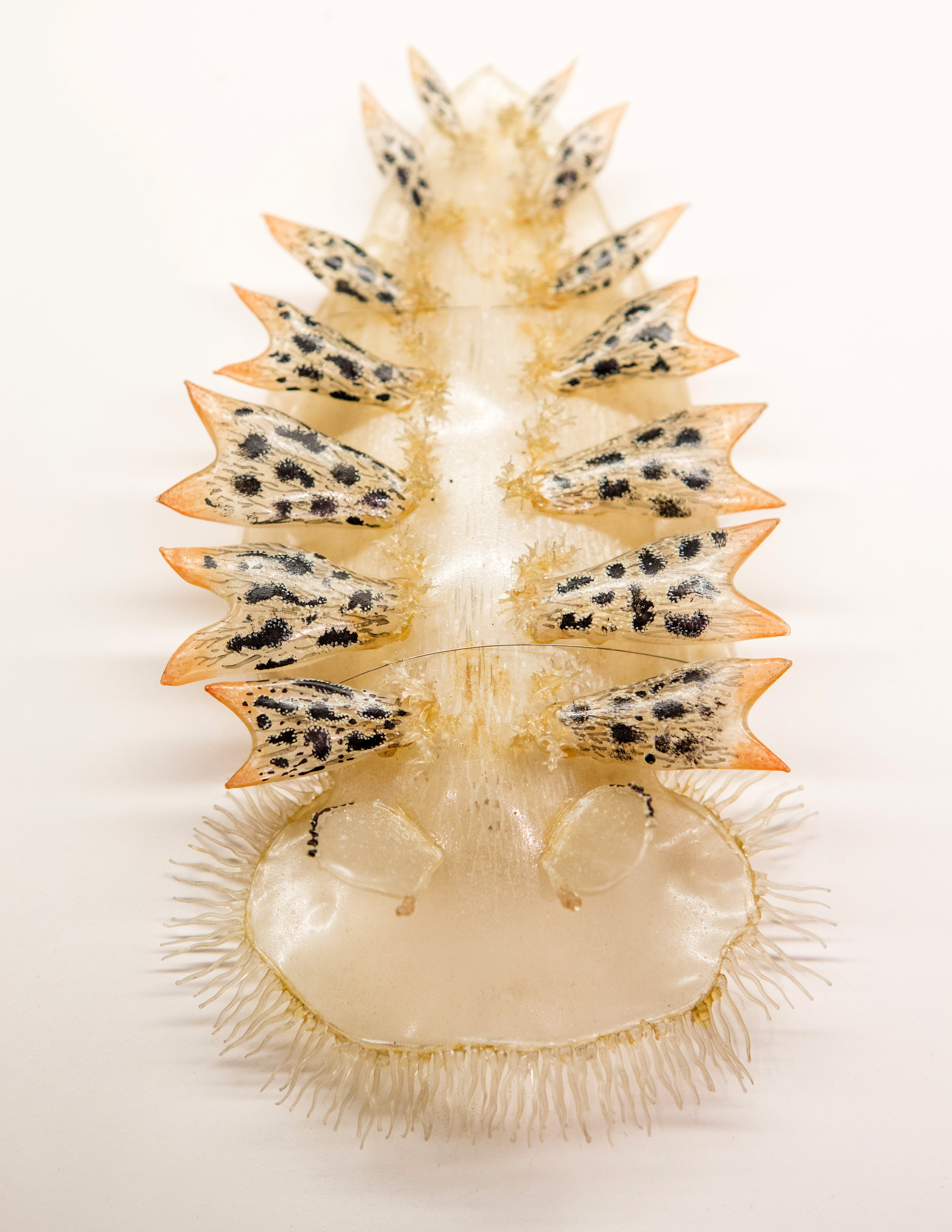 A predatory sea slug.