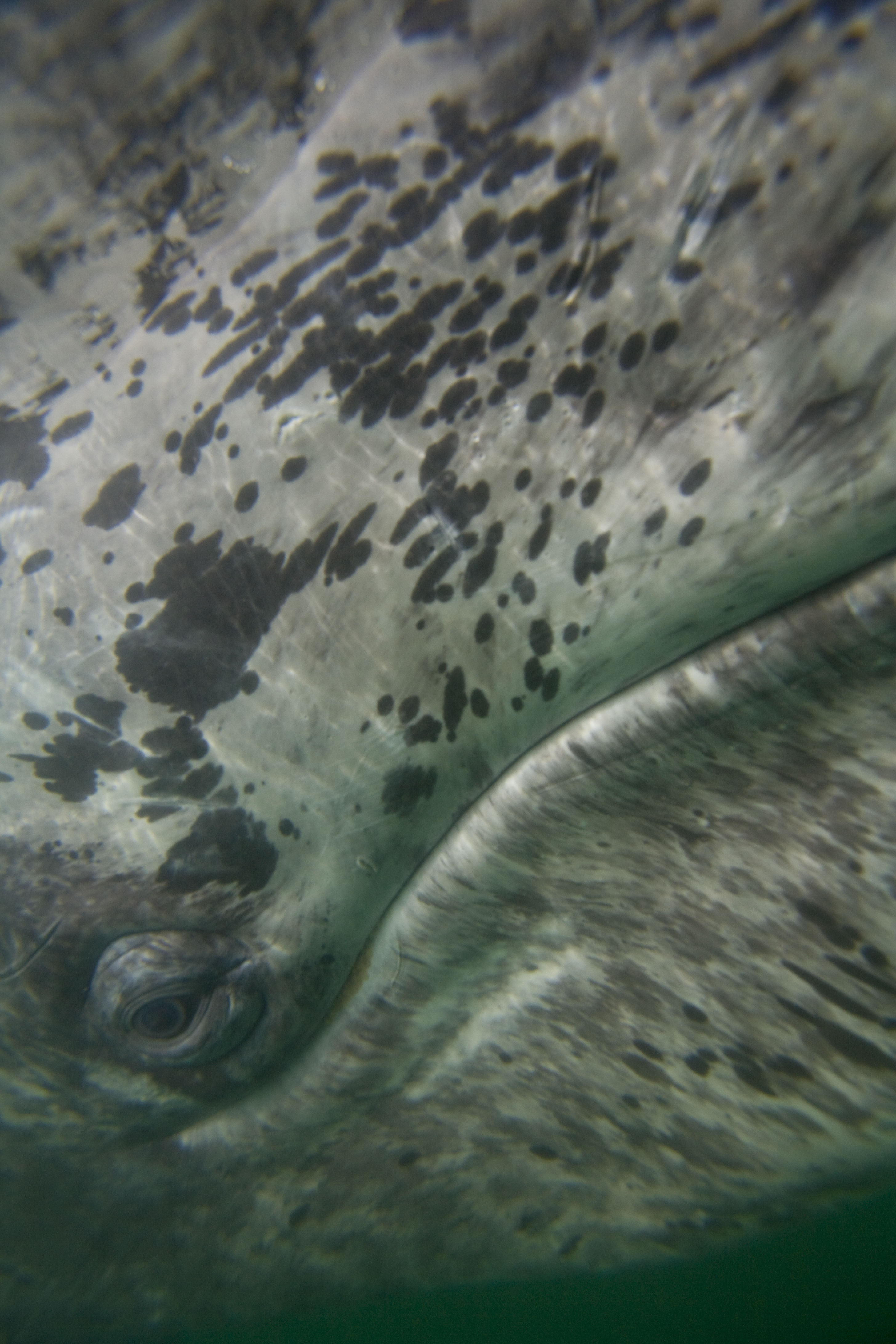 The gray whales that visit Laguna San Ignacio in Mexico’s Baja California Sur seem to welcome human interaction.