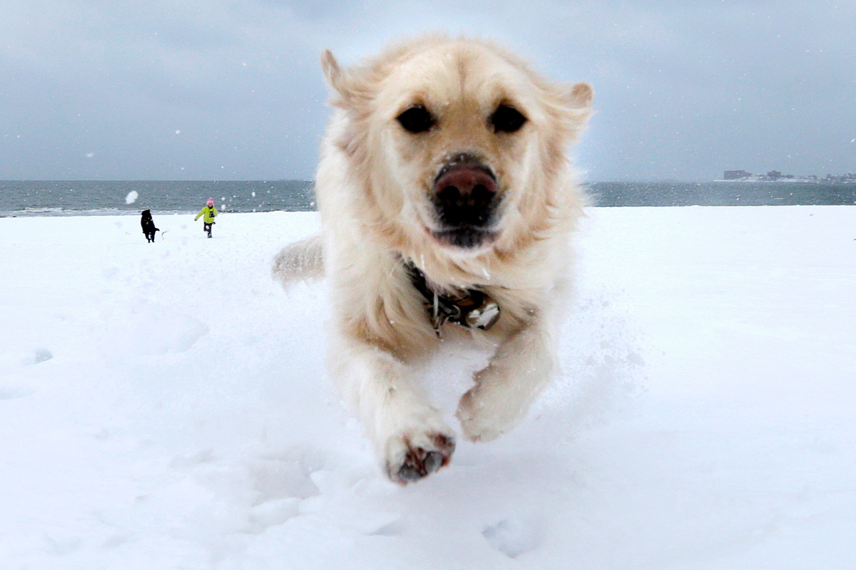 A golden retriever enjoyed the snow at Revere Beach.