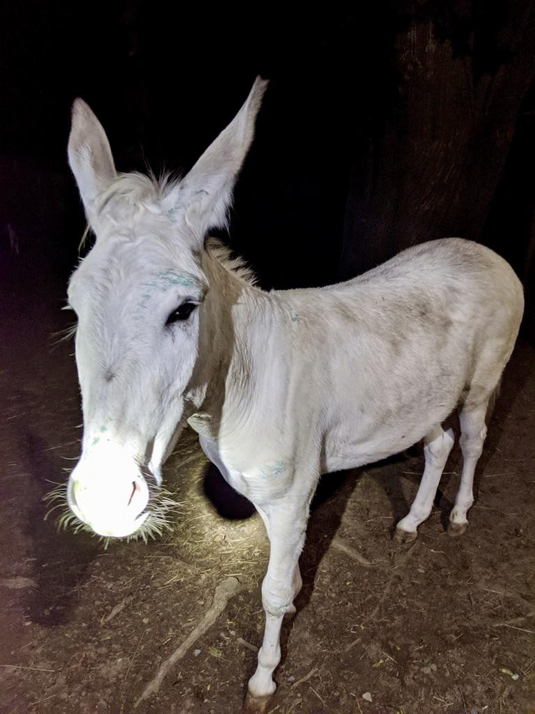 Paintballers Target A Rescue Donkey The Boston Globe