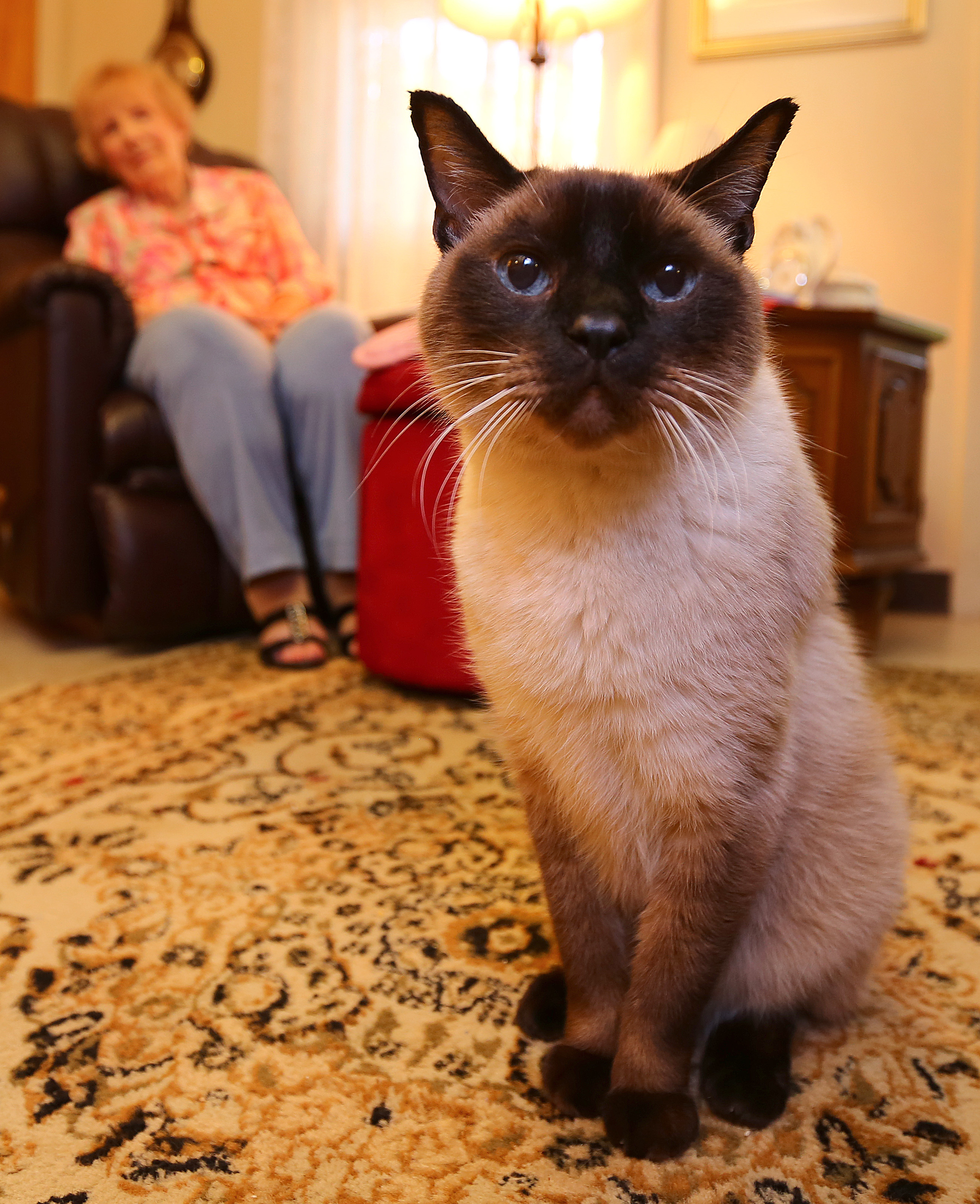 Pie, “13 or 14,” lives in Medway with Eileen Langelo, 89. Pie’s one remaining kidney is diseased; he gets home hospice care.