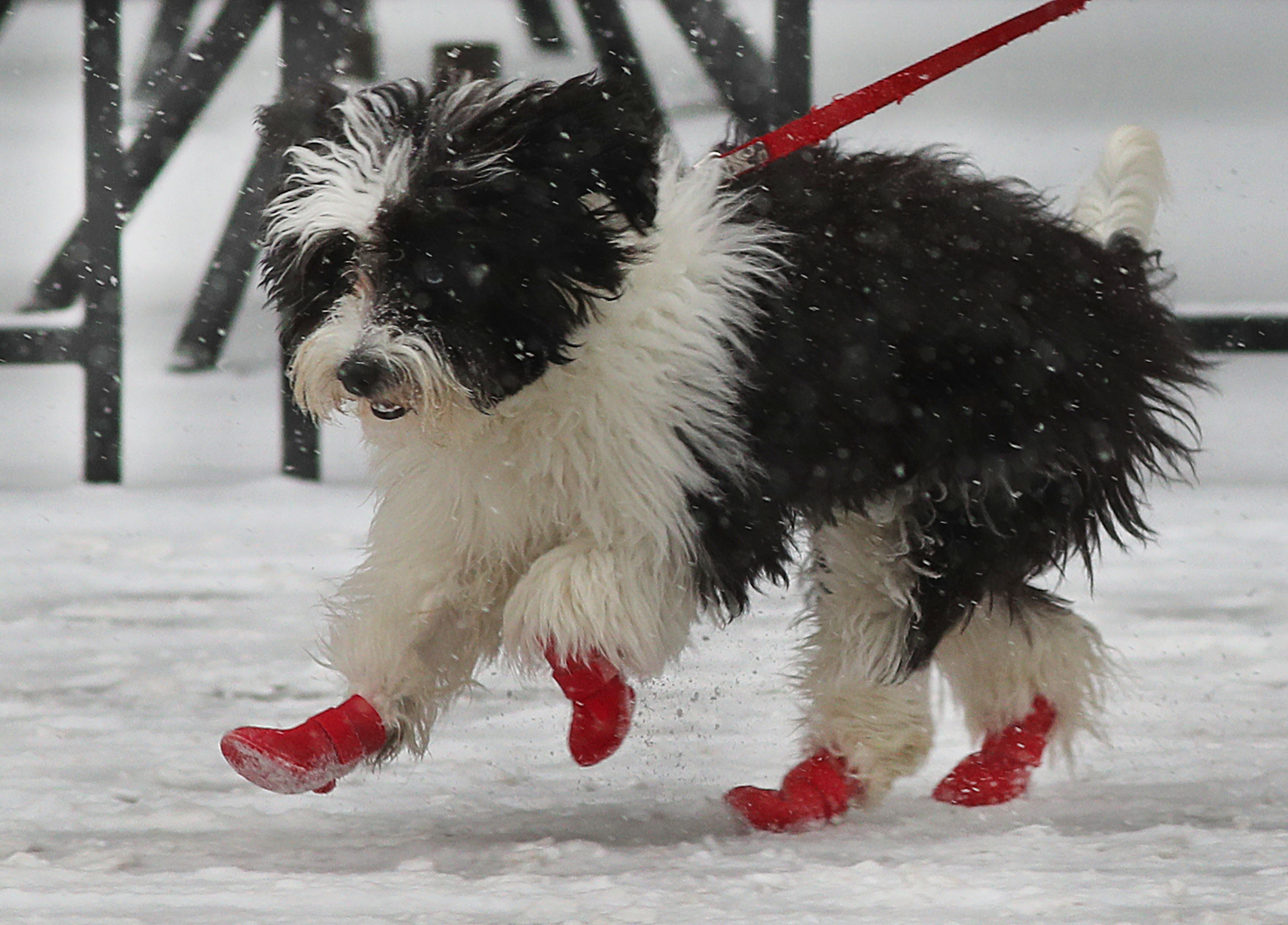Snow fell in Copley Square while a dog pranced along Boylston Street in its booties.