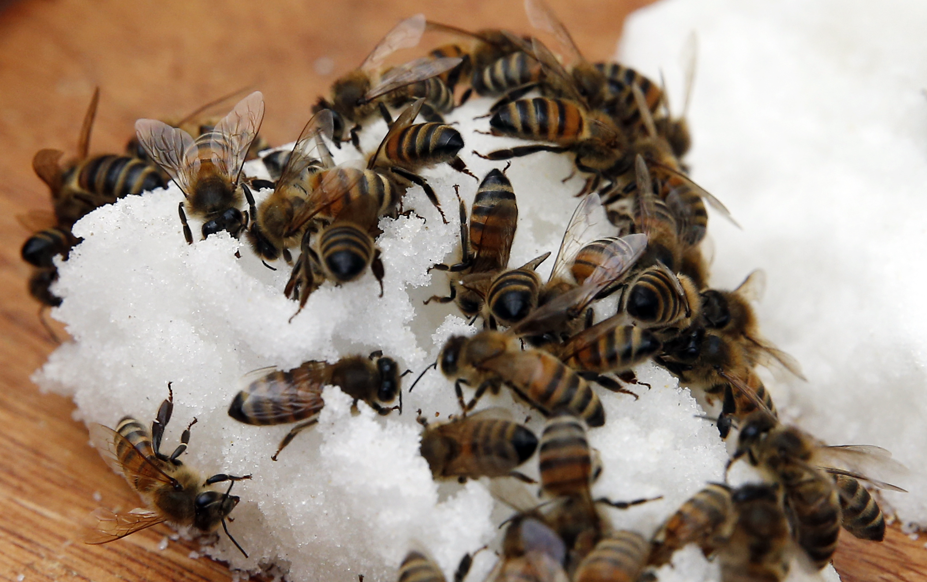 Bees eat sugar in a hive at Wayne Andrews’ home in North Dighton.