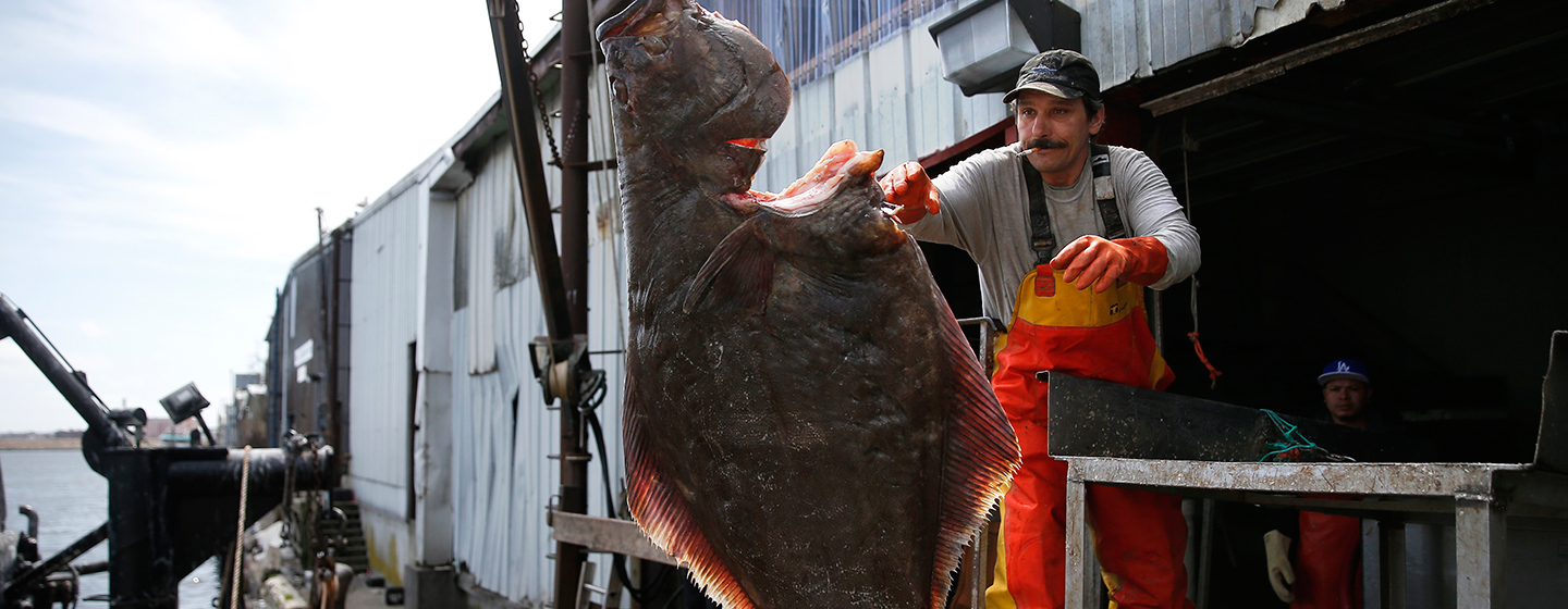 Fisherman Richard Drost grabs a fish caught on a boat owned by Carlos Rafael at Whaling City Seafood Display Auction.