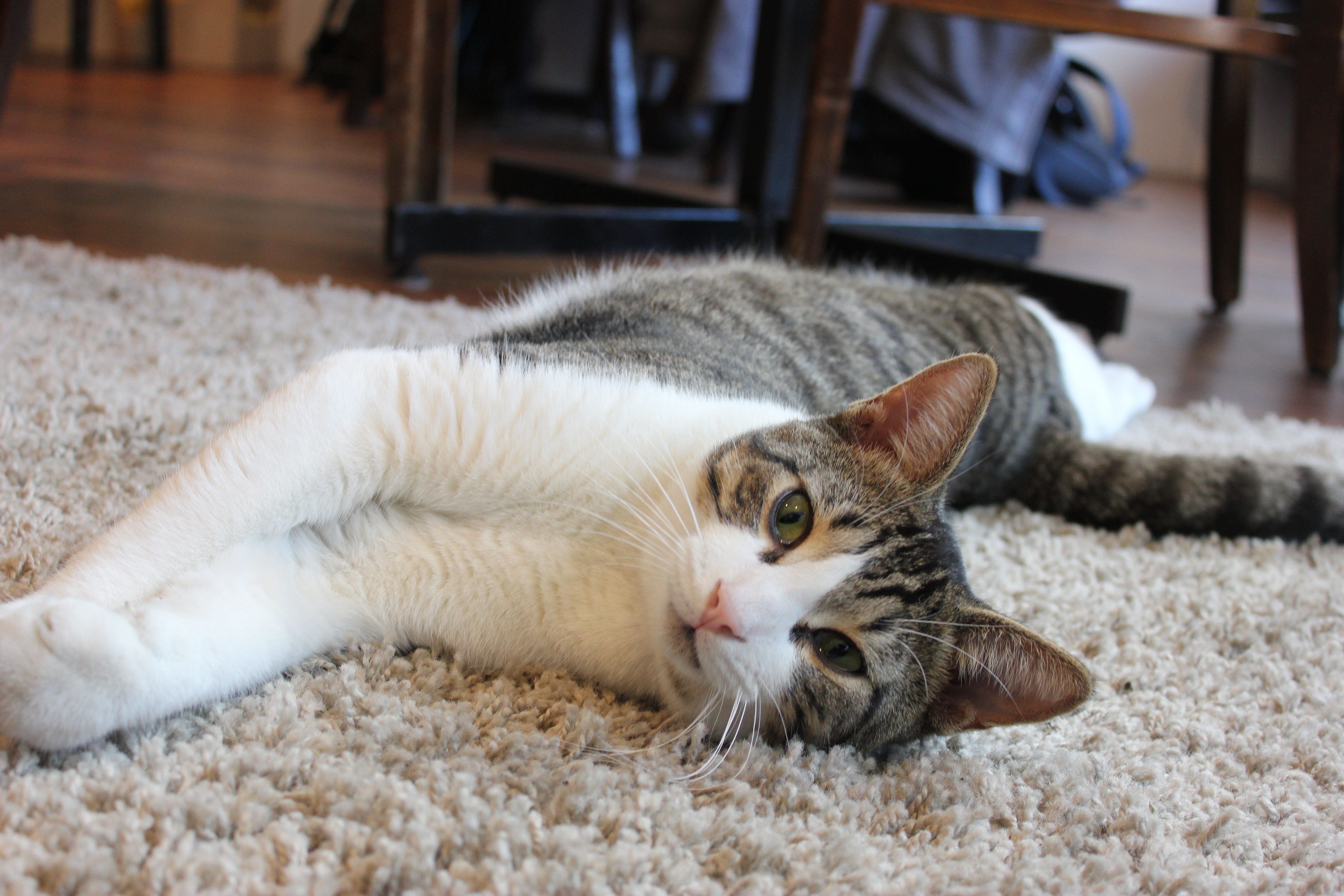 Gustave lives at Cafe Chat L’Heureux.