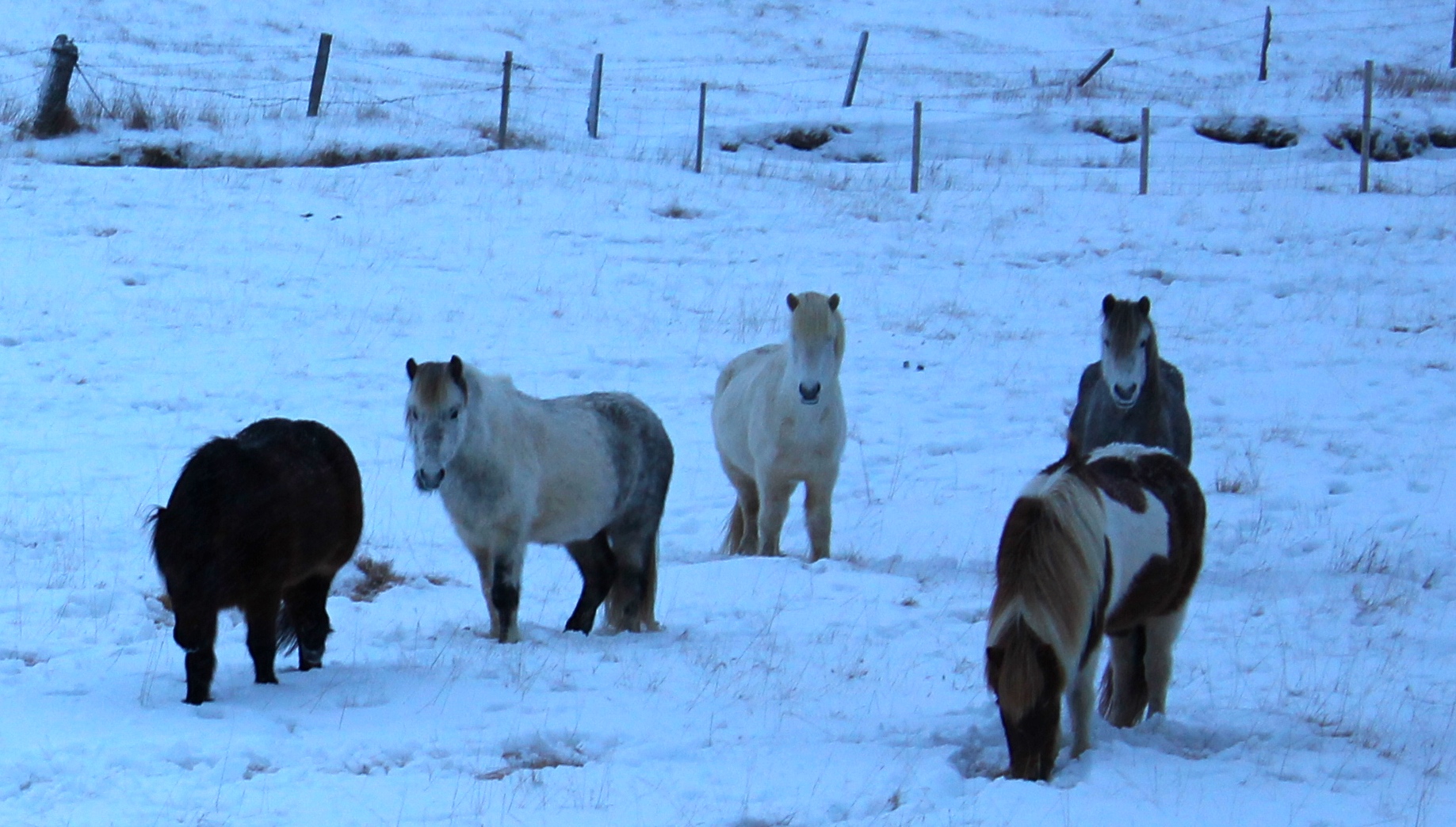 On the Snaefellsnes Peninsula (where one might see the northern lights), some hardy Icelandic horses graze.
