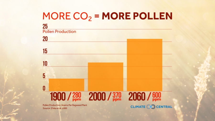 As CO2 increases so too will the number of pollen grains in the air.