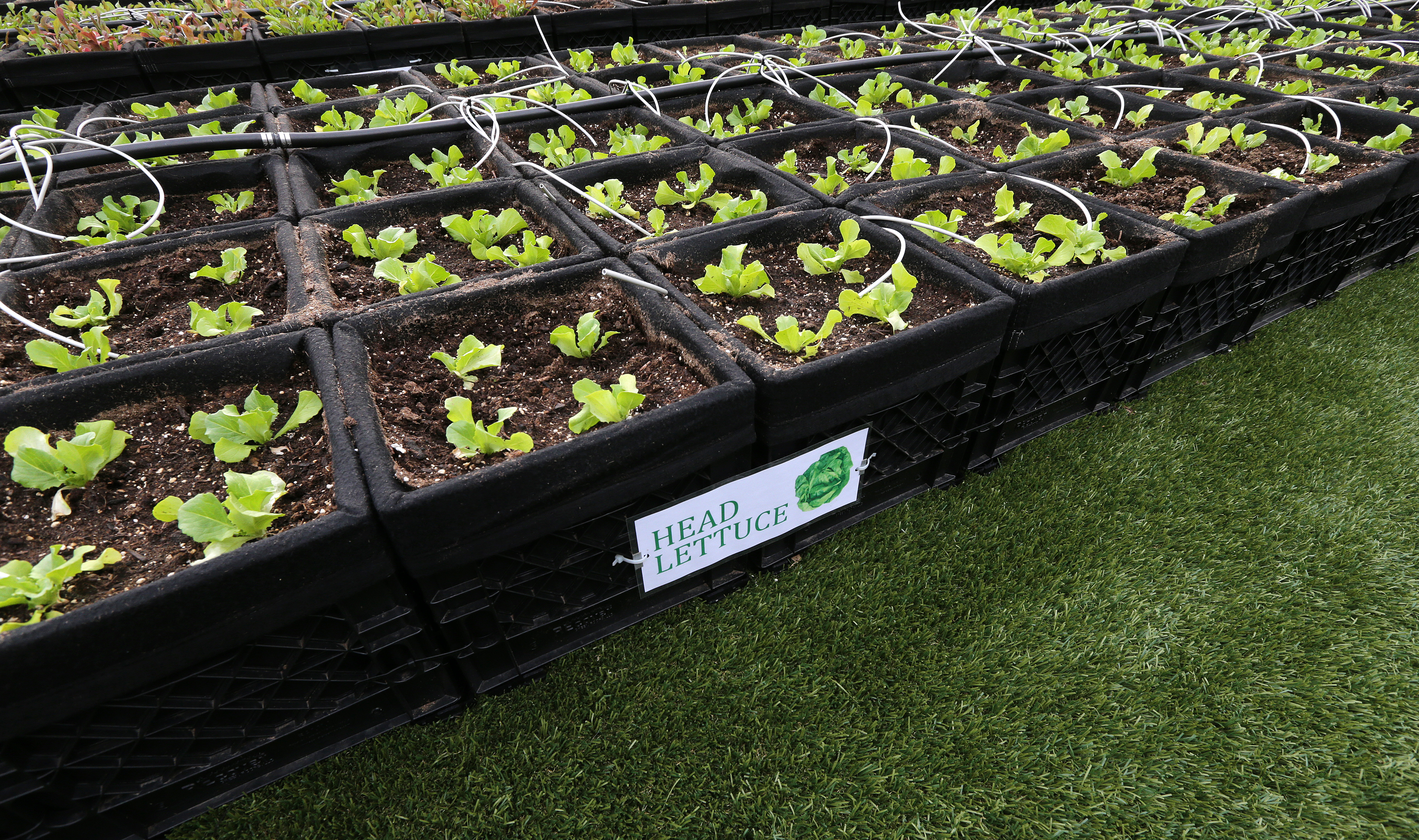 Head lettuce growing in boxes.