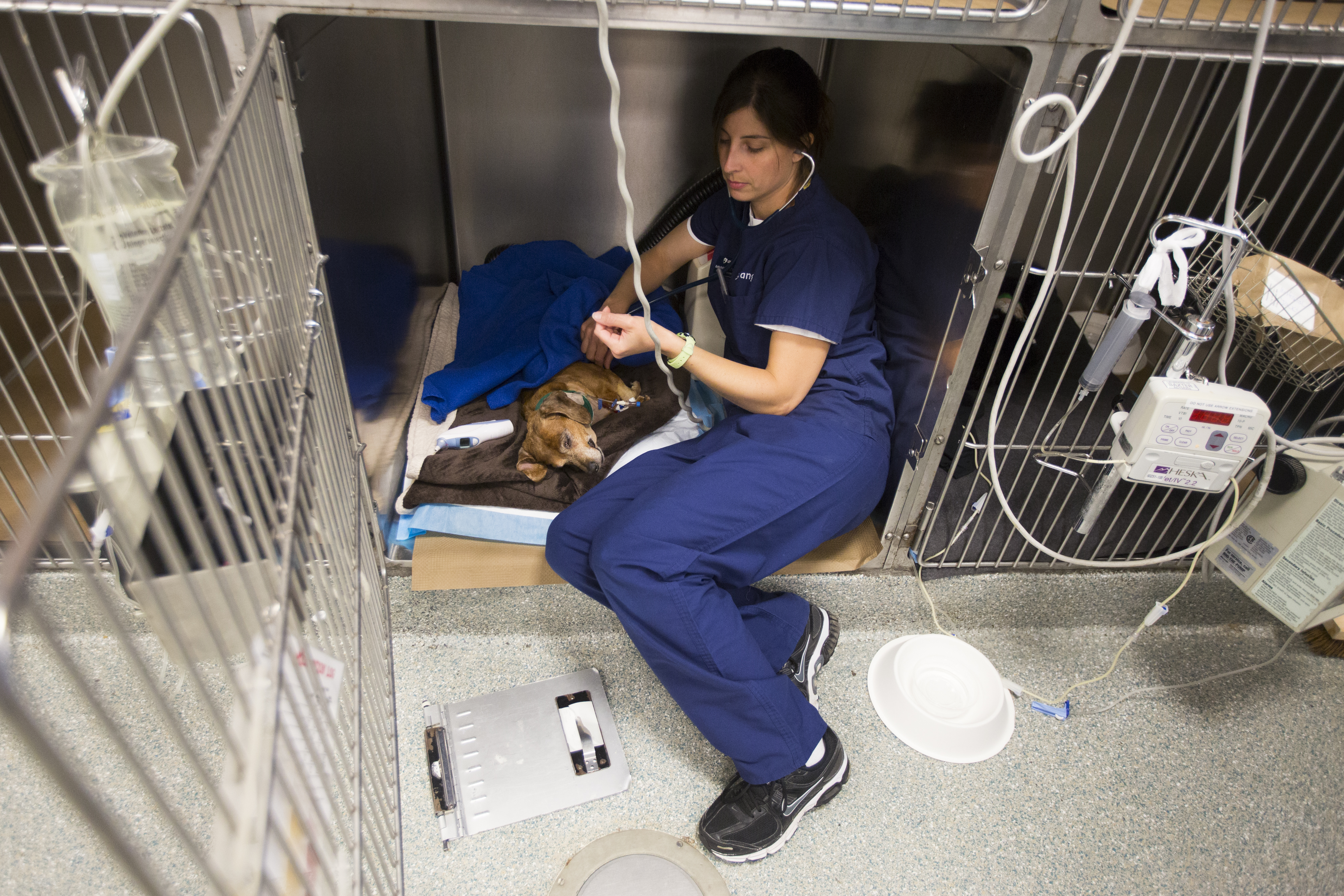 Inpatient services technician Martha Andriolatos checks the vital signs of Udo, a 13-year-old dachshund.