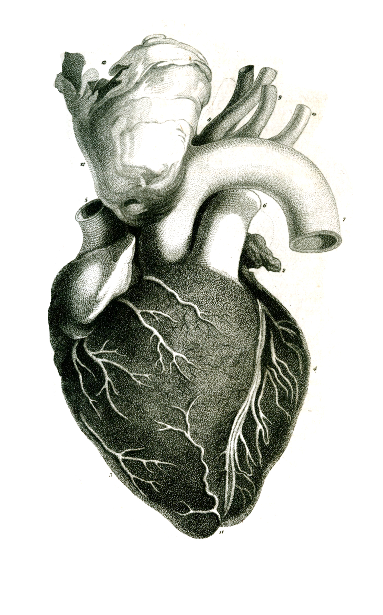 The heart as depicted in the Journal in 1812, the publication’s first year.