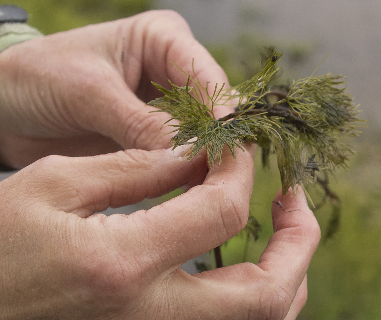 Fanwort, an invasive weed that grows in parts of Whitman's Pond in Weymouth.