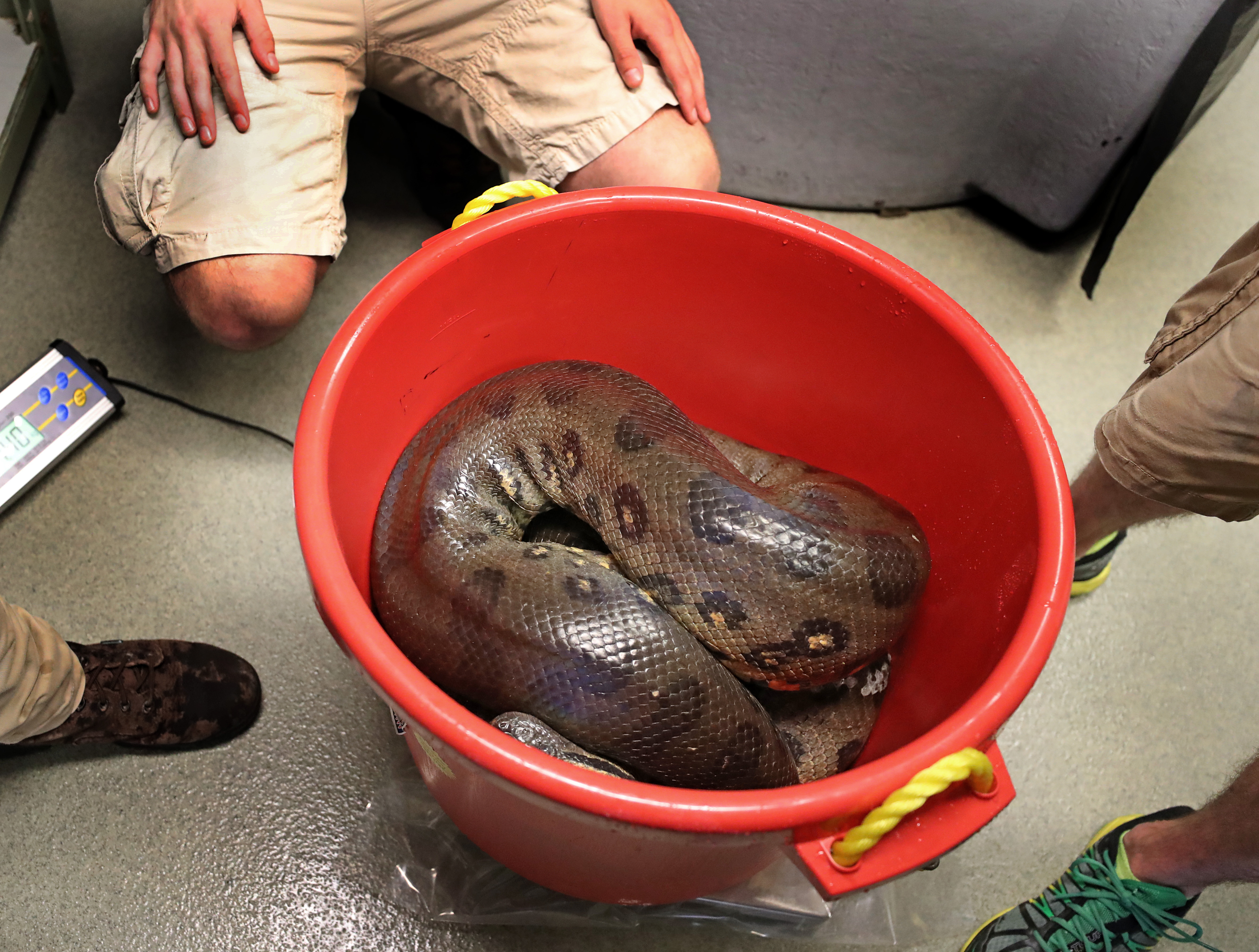 A snake was placed in a bucket to be weighed.