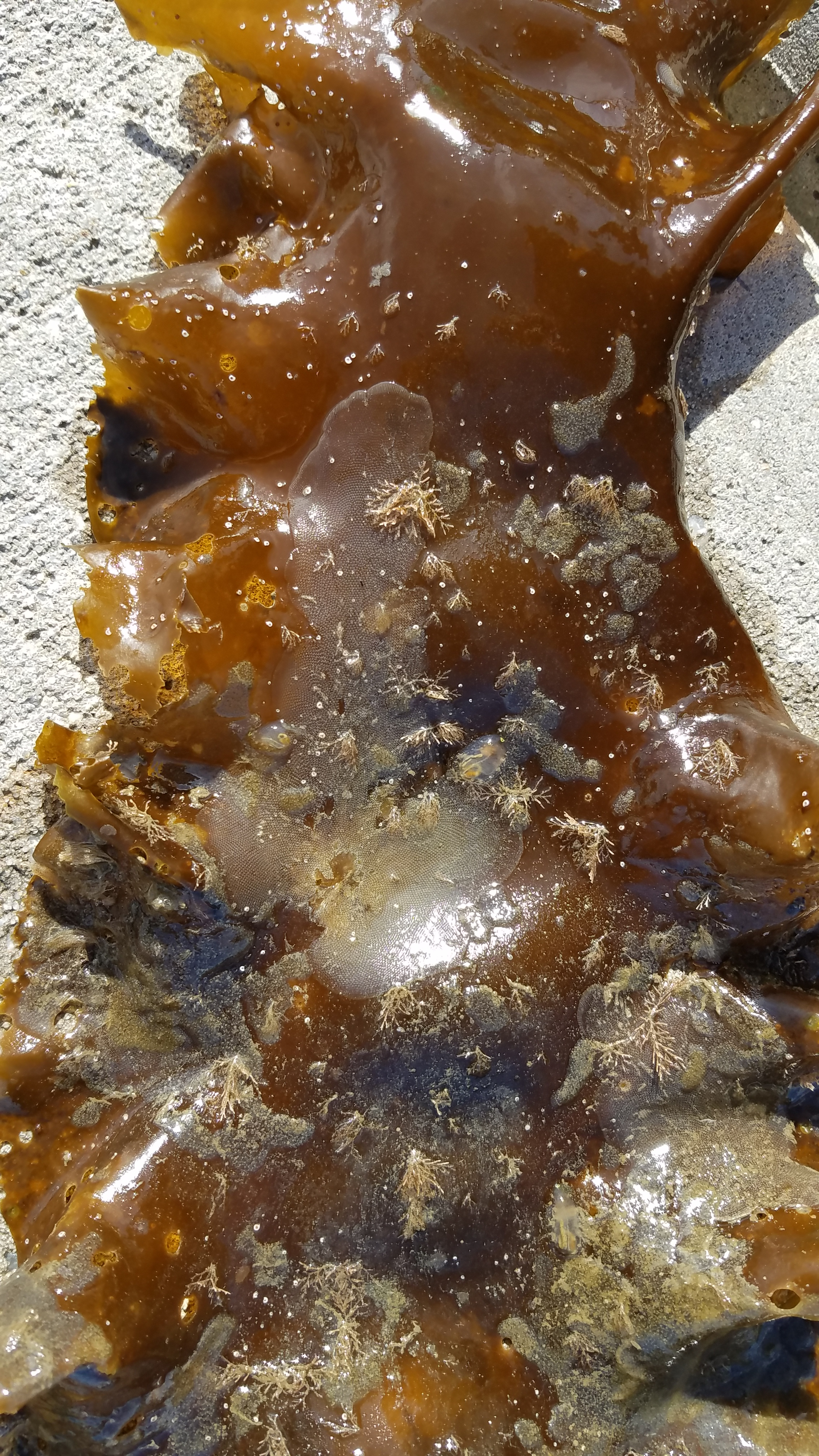 A stripe of kelp covered with a damaging parasite.