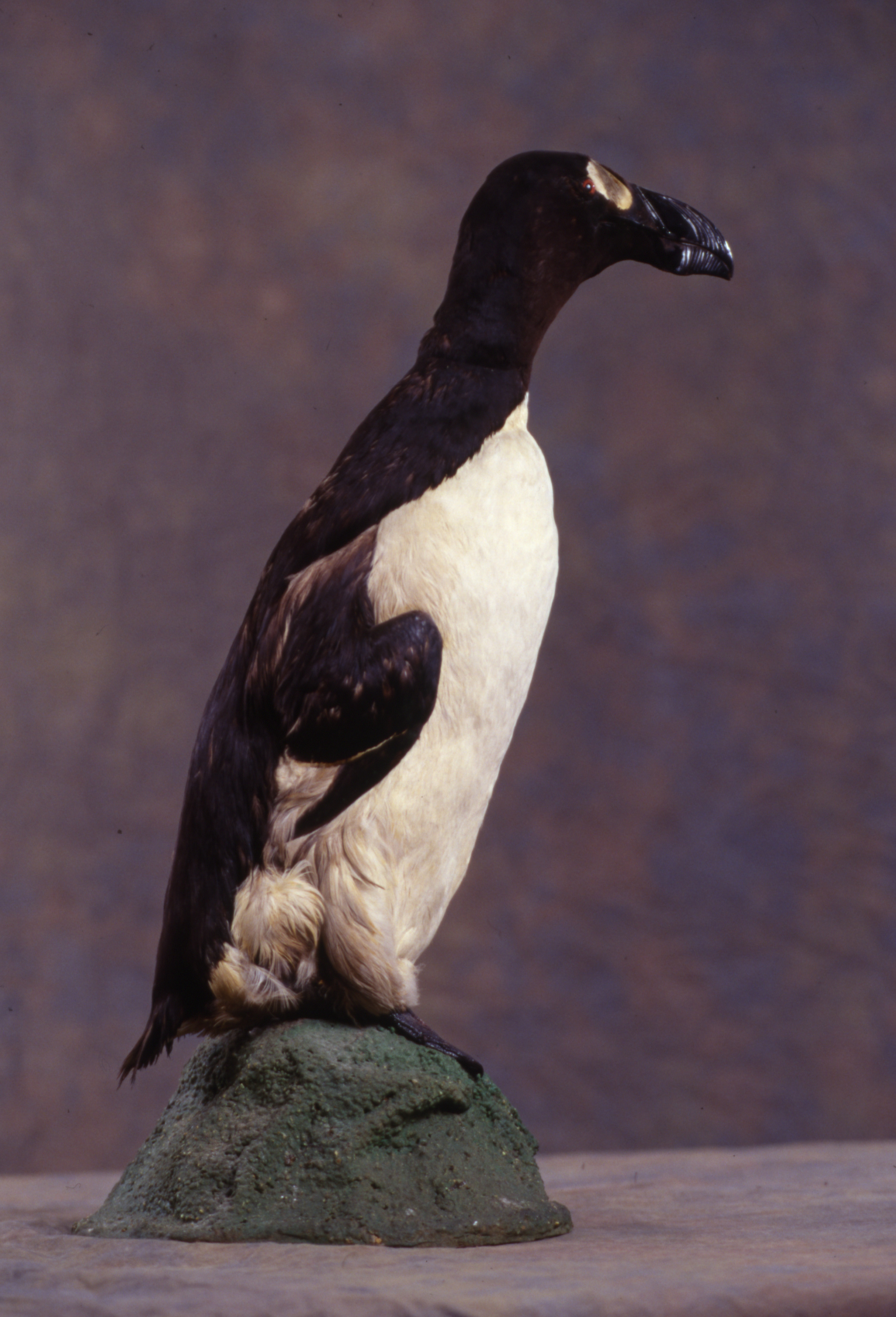 Great auk taxidermy specimen