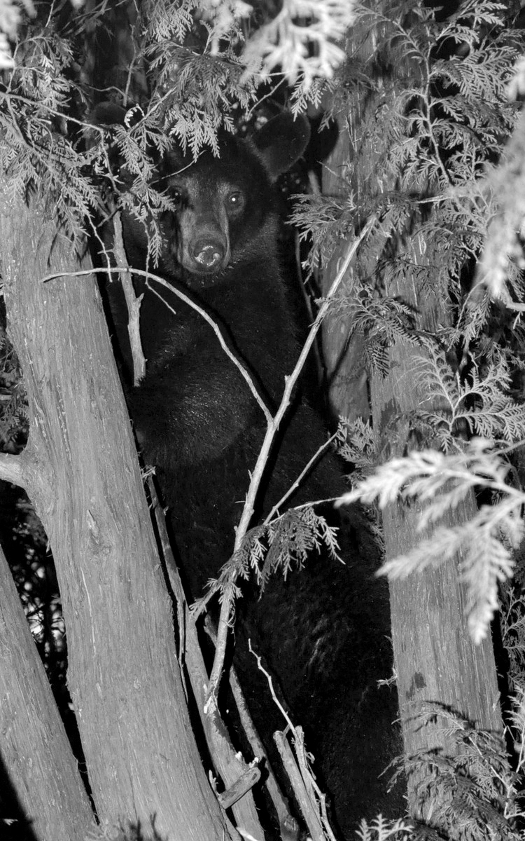 A black bear hides in a tree after being pursued by police in Attleboro in 2011.