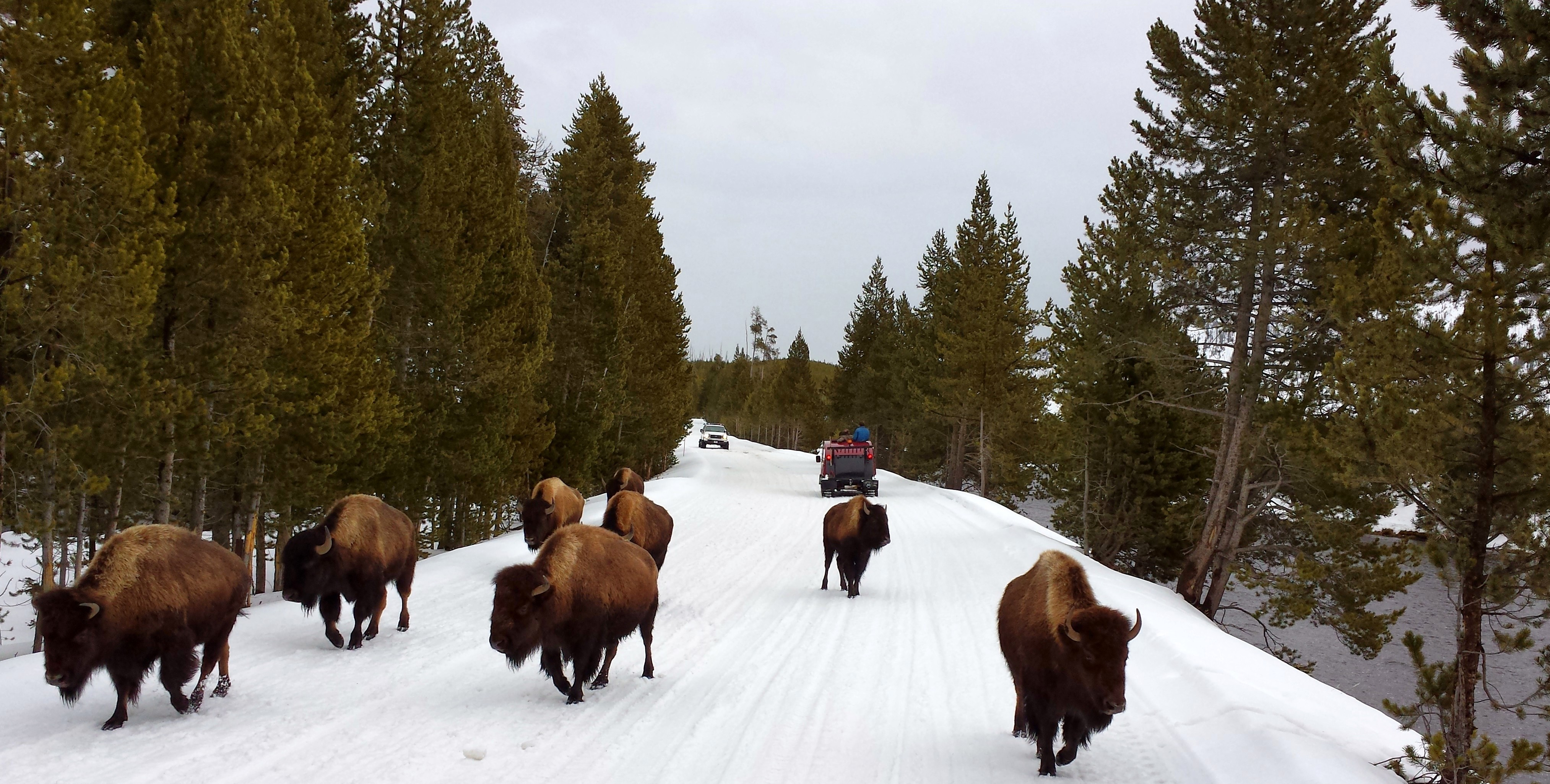 A “bison jam” on a snow-covered road in Yellowstone.