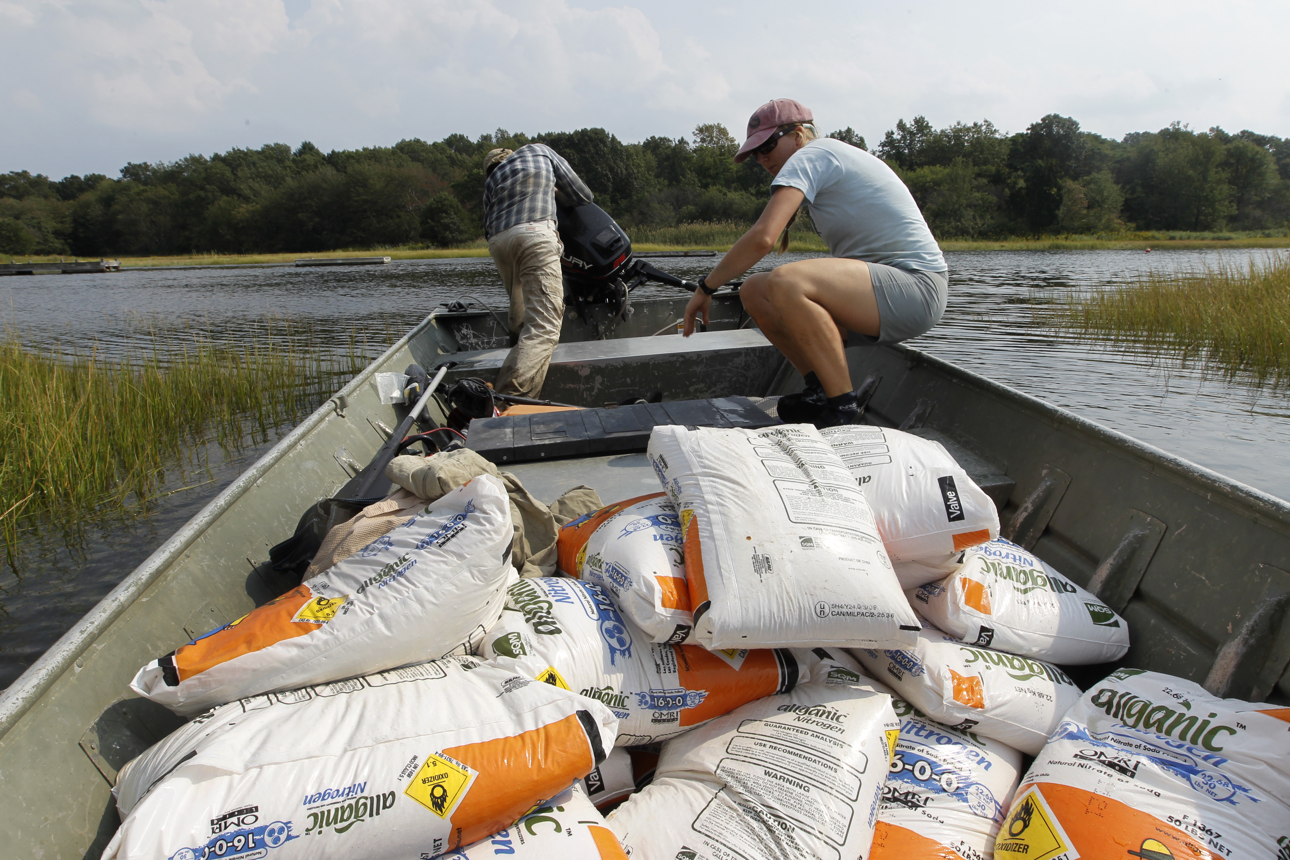 For the study, researchers hauled a ton of fertilizer to the salt marsh every four days or so in the spring and summer.