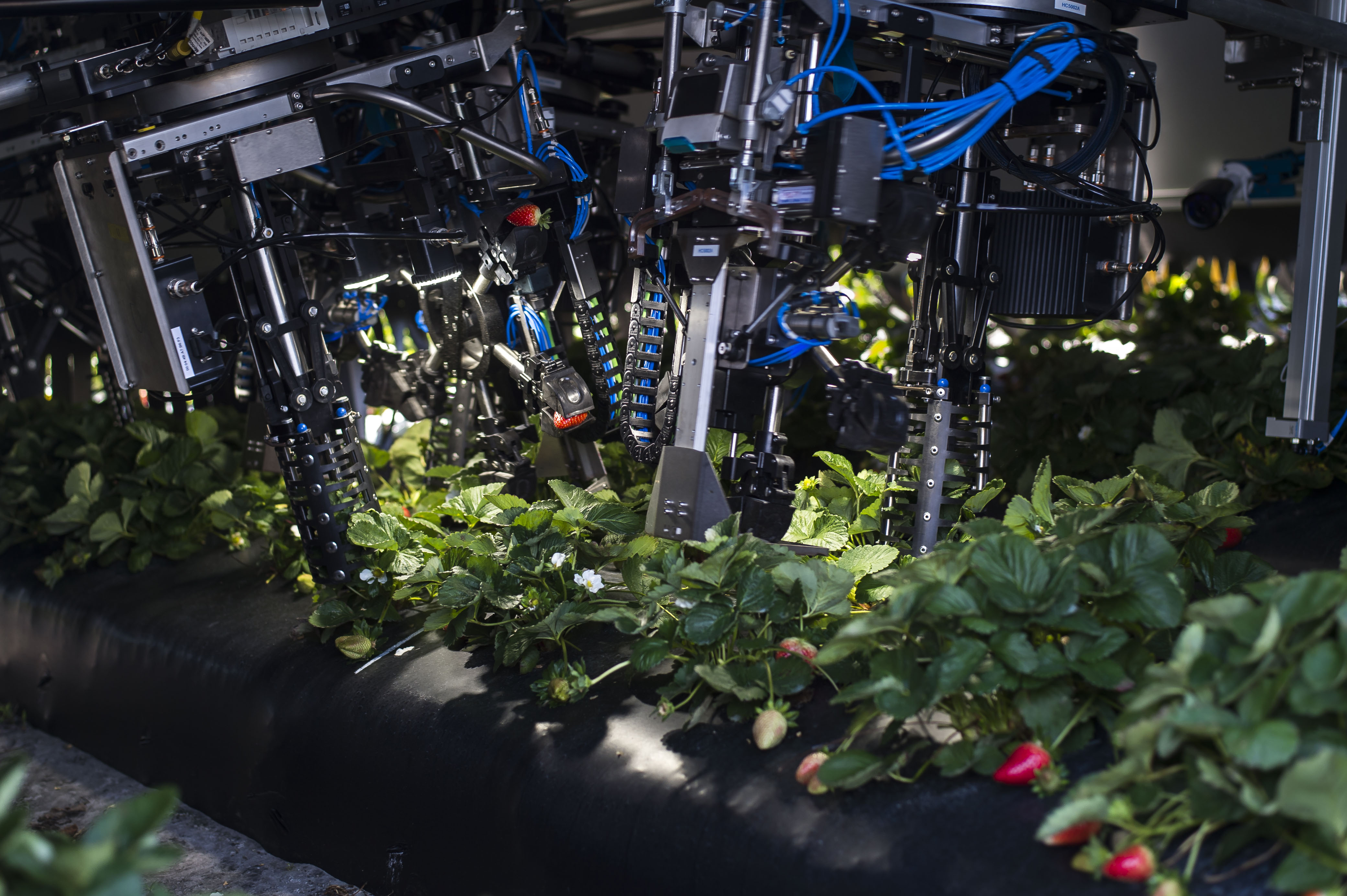 Florida-based Harvest CROO builds automatic harvesters for strawberries, like the one shown above.