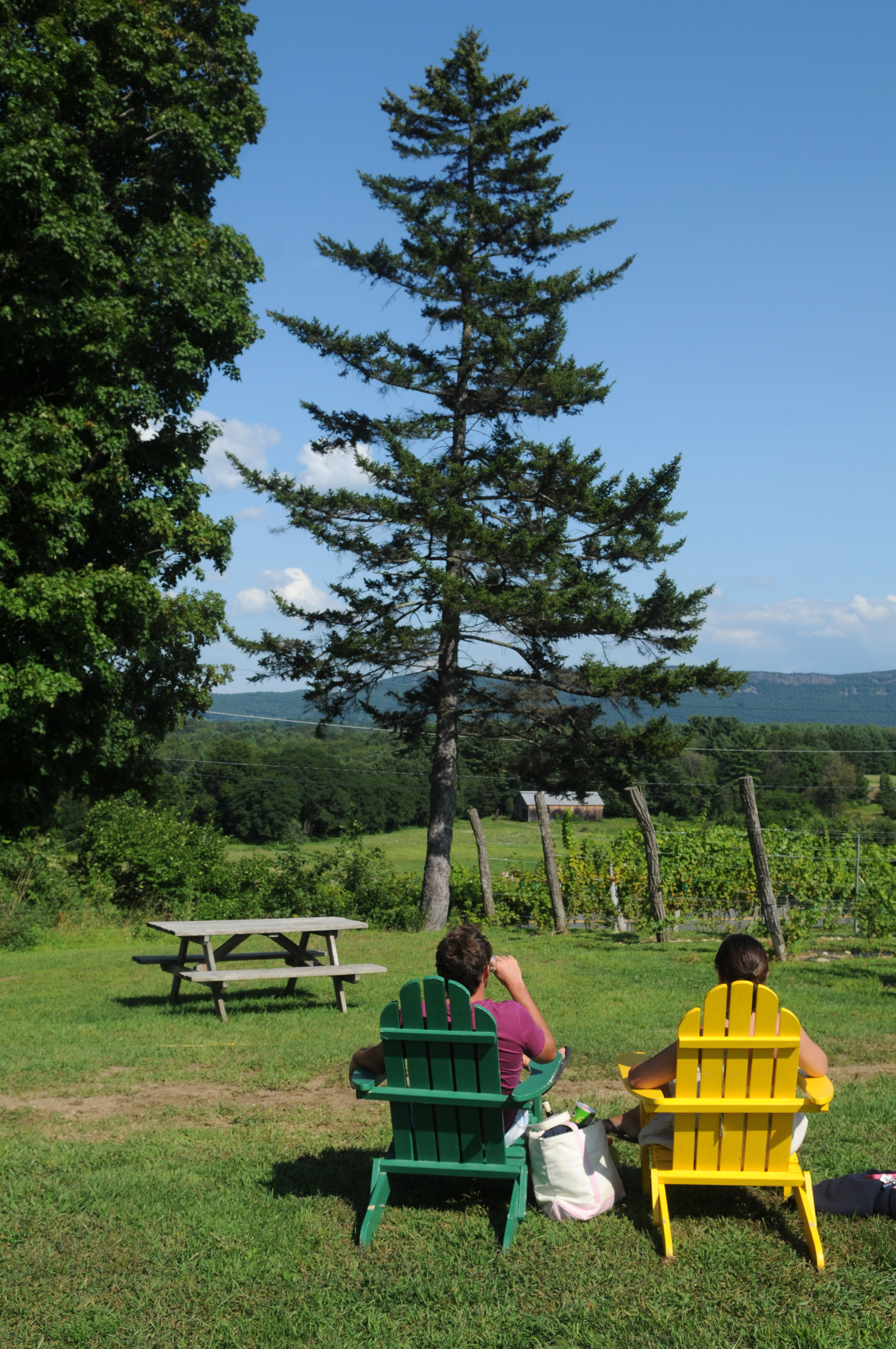 At Black Birch Winery in Southampton, a view over the vines at the distant Seven Sisters.