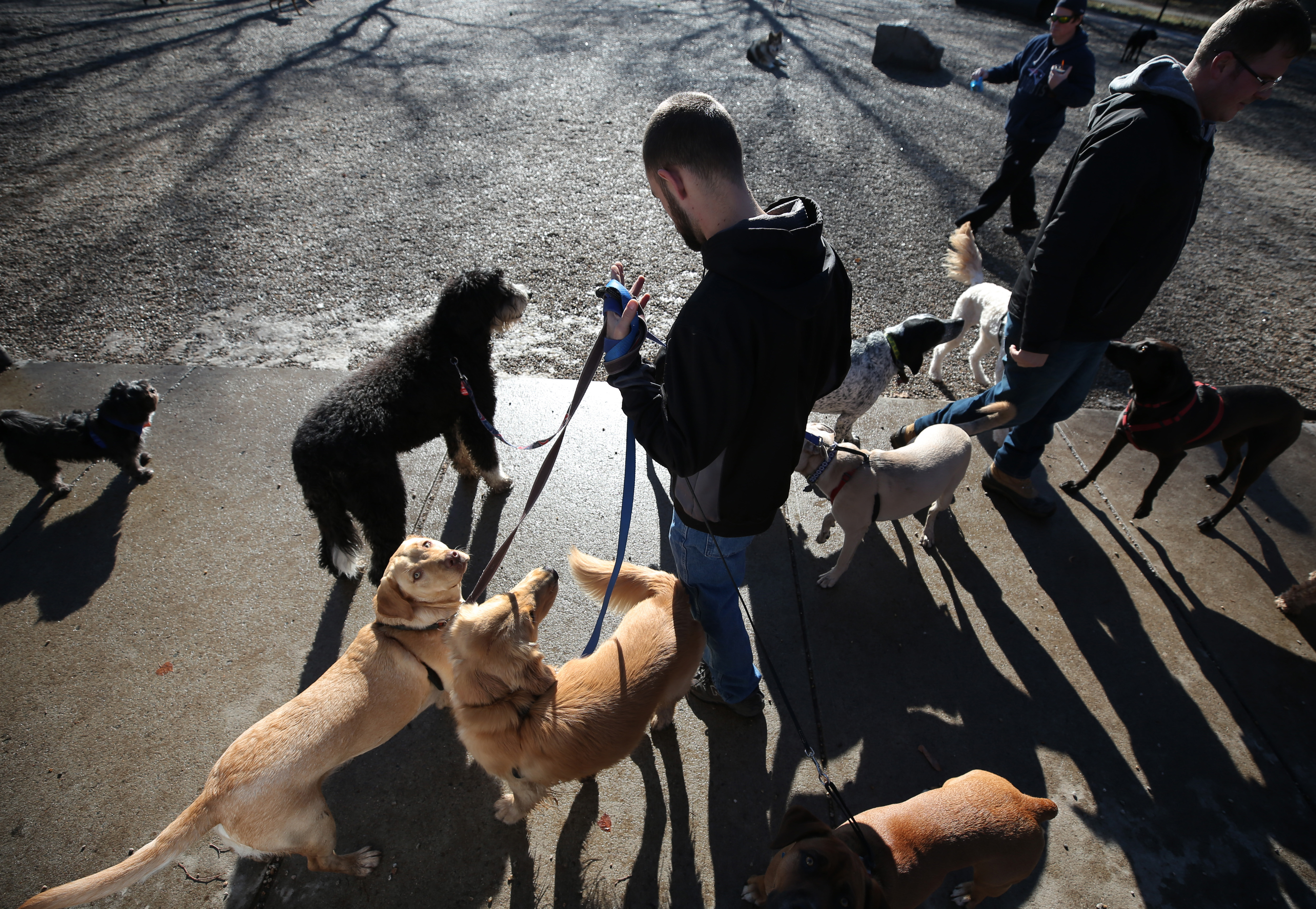 A busy dog park along Columbia Road