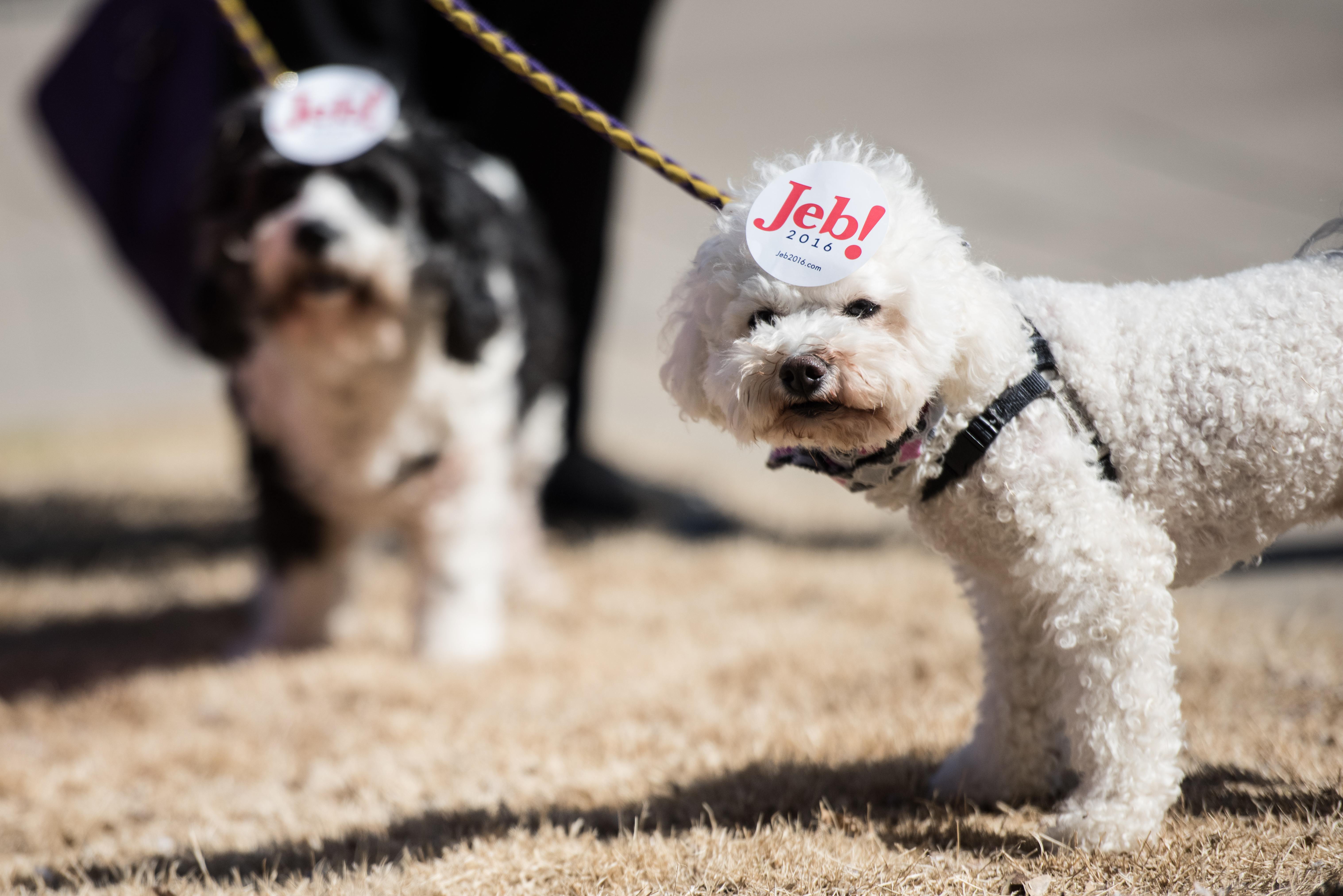 A dog showed its owner's support for Jeb Bush in February 2016.