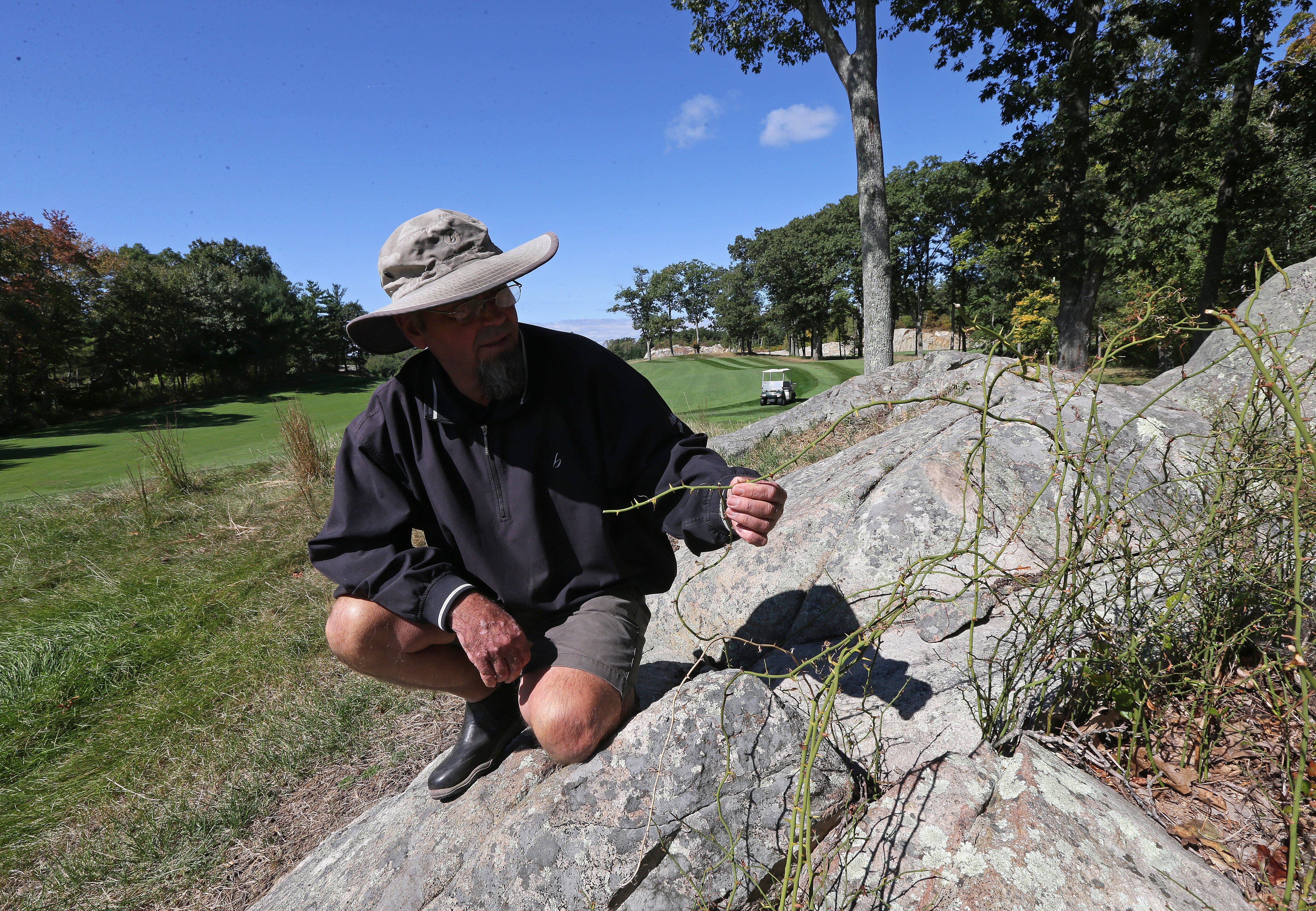 Black Rock Country Club course superintendent Chuck Welch checks one of the few remaining brambles near the 14th green after a Goatscaping Co. crew cleared a densely covered area that claimed many an errant shot.