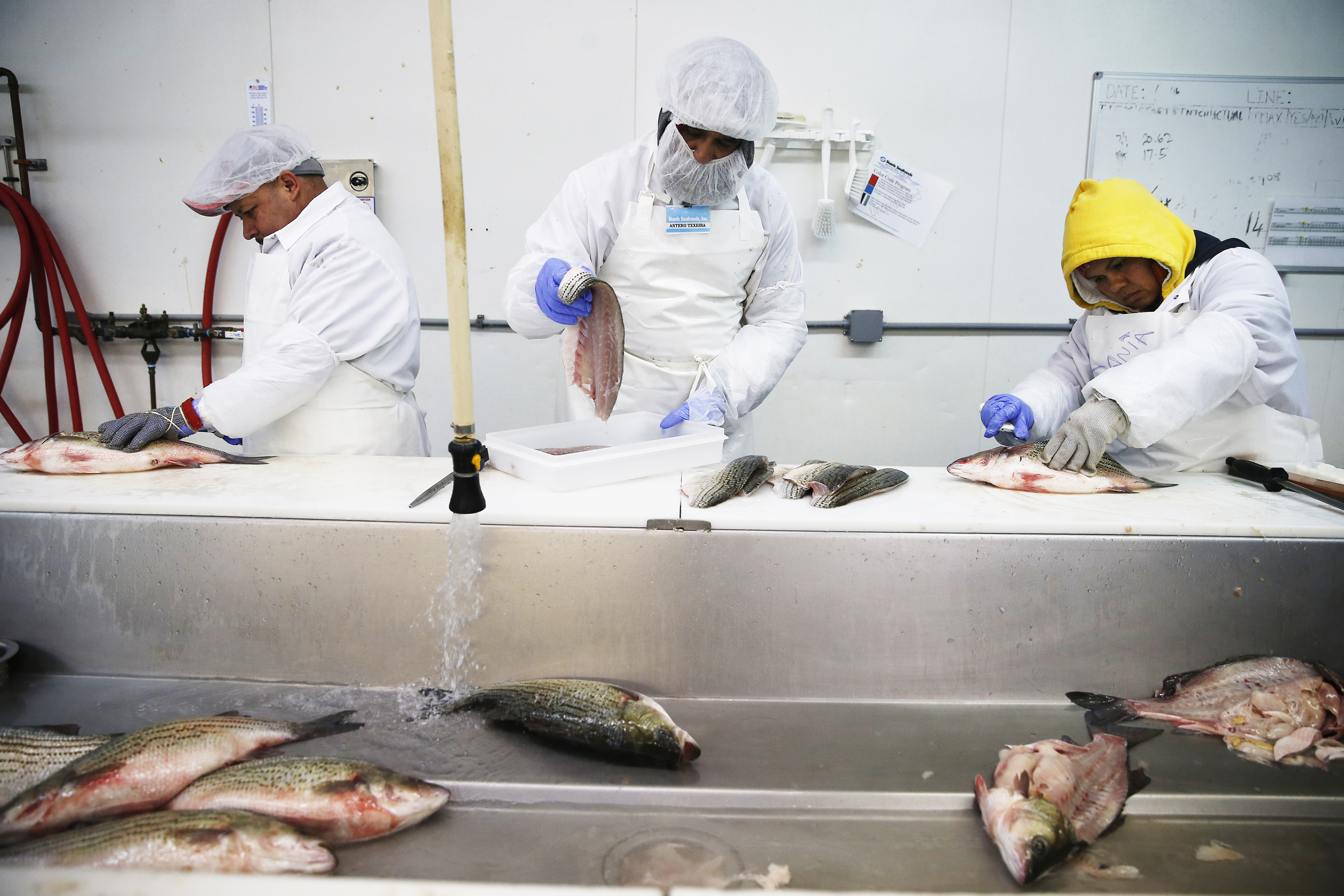 Jesus Barragan (left) cut a striped bass as Texeira placed fish portions inside a container to be weighed at Stavis Seafoods.