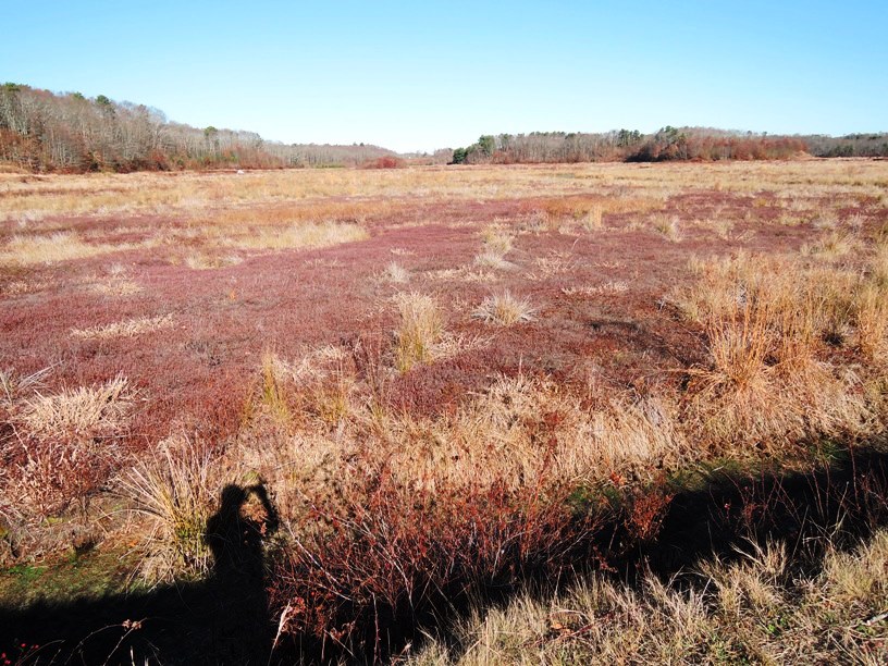 What one location at Tidmarsh East in Plymouth looked like before wetland restoration work.