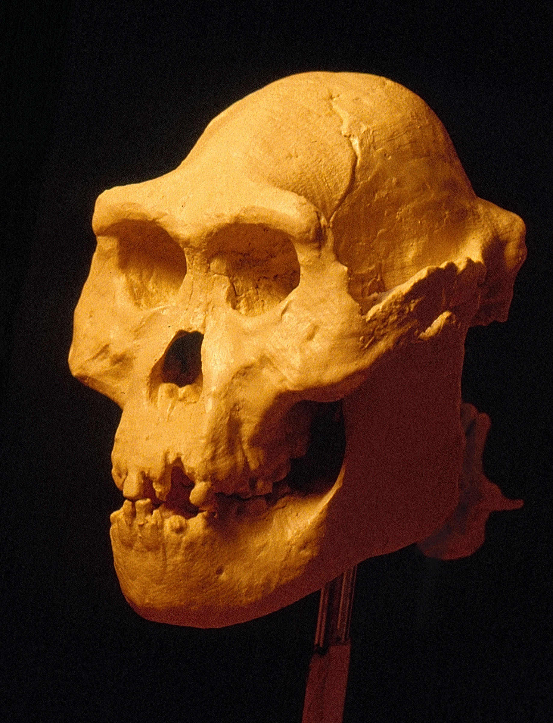The fully restored skull.