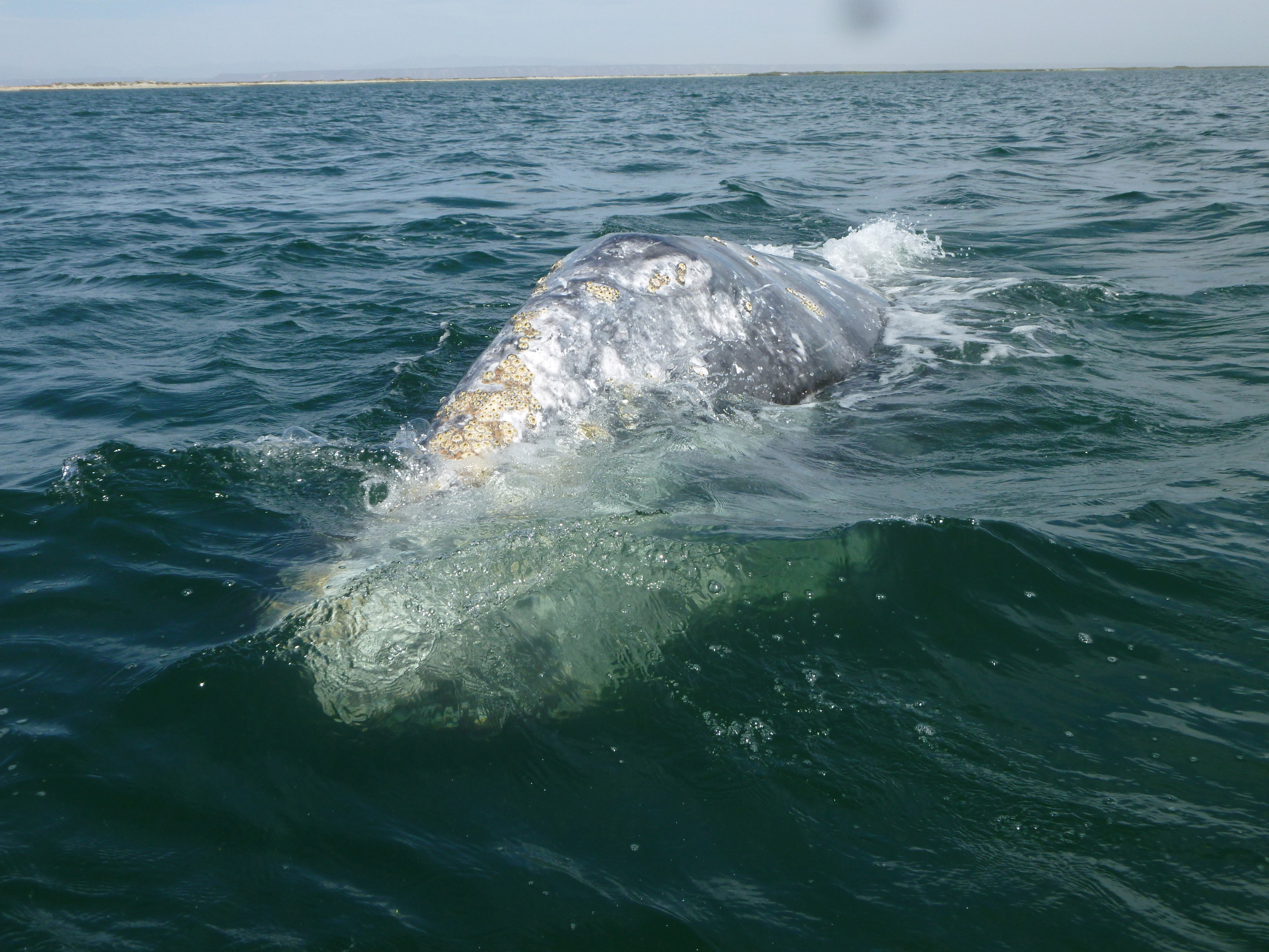 “I’ve had some whales let every human on the boat touch them,” says travel operator Emily Evans.