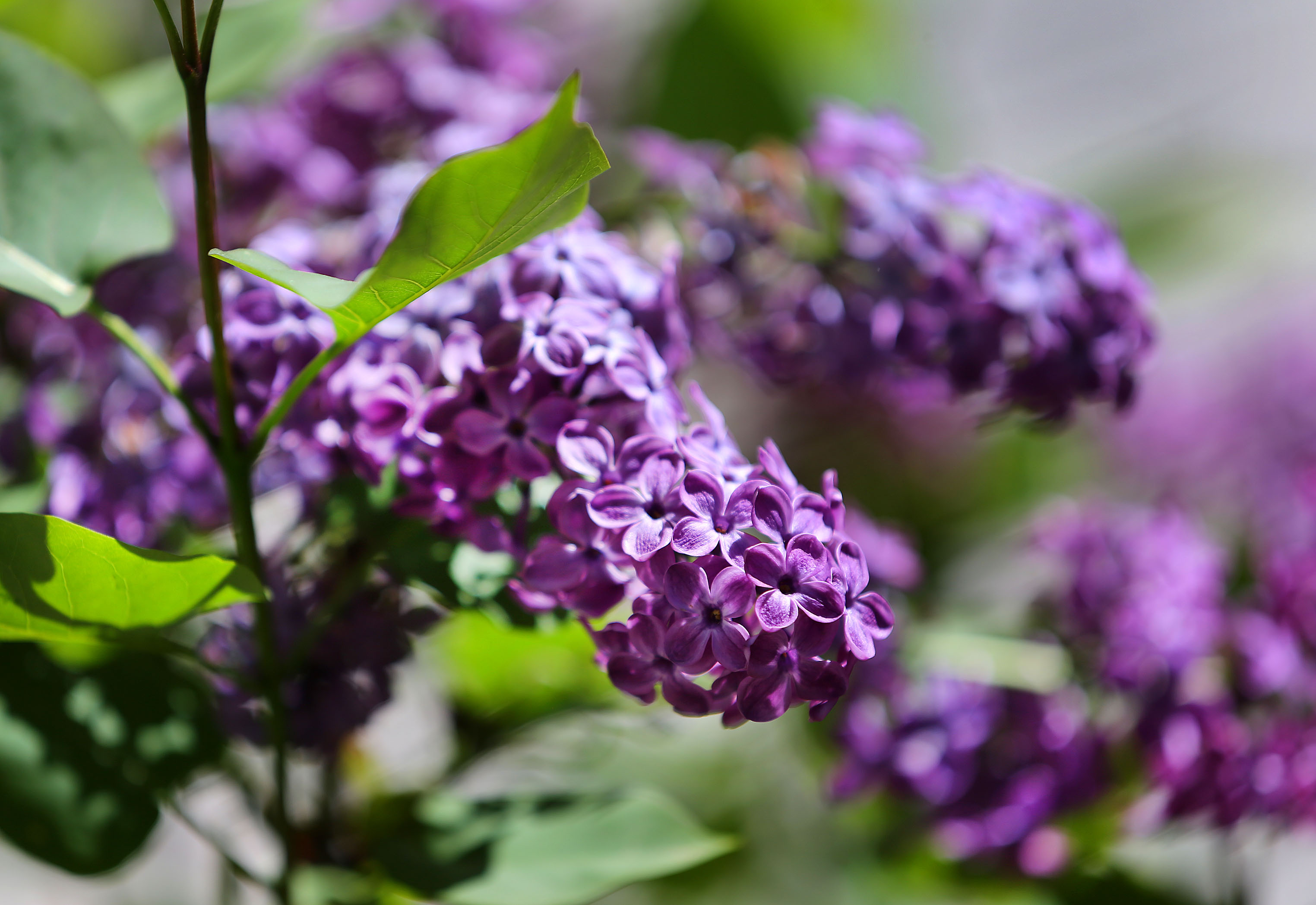 A purple lilac blooms in Cathi Hill's front yard.