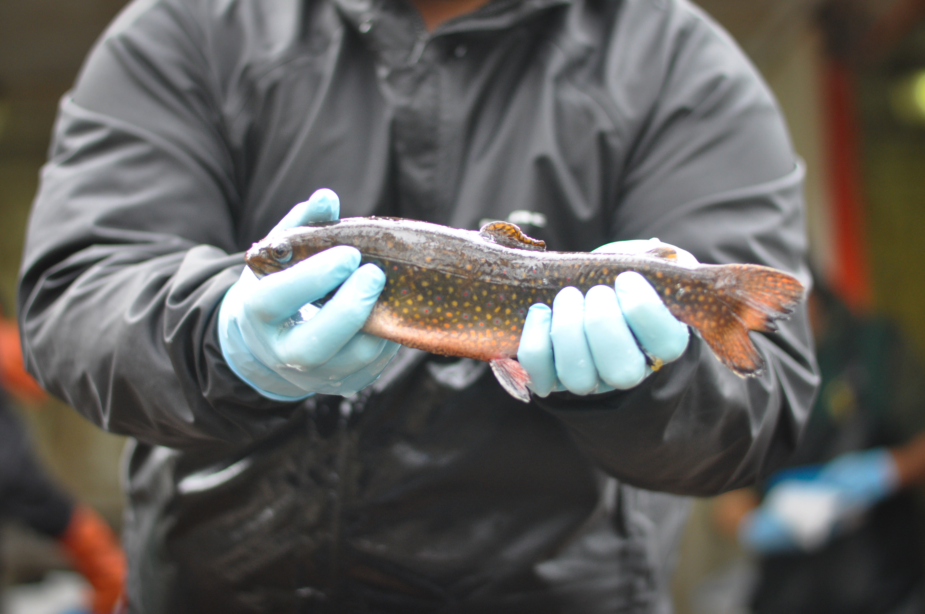 Bennington, Vt., fish hatchery.