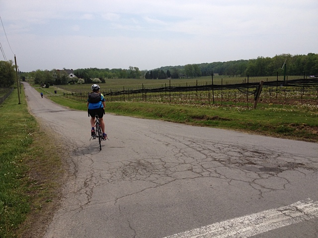 On relatively level backcountry roads, the author passes vineyard after vineyard, lilacs and azaleas in full bloom, peach trees, and signs for rhubarb and asparagus for sale.