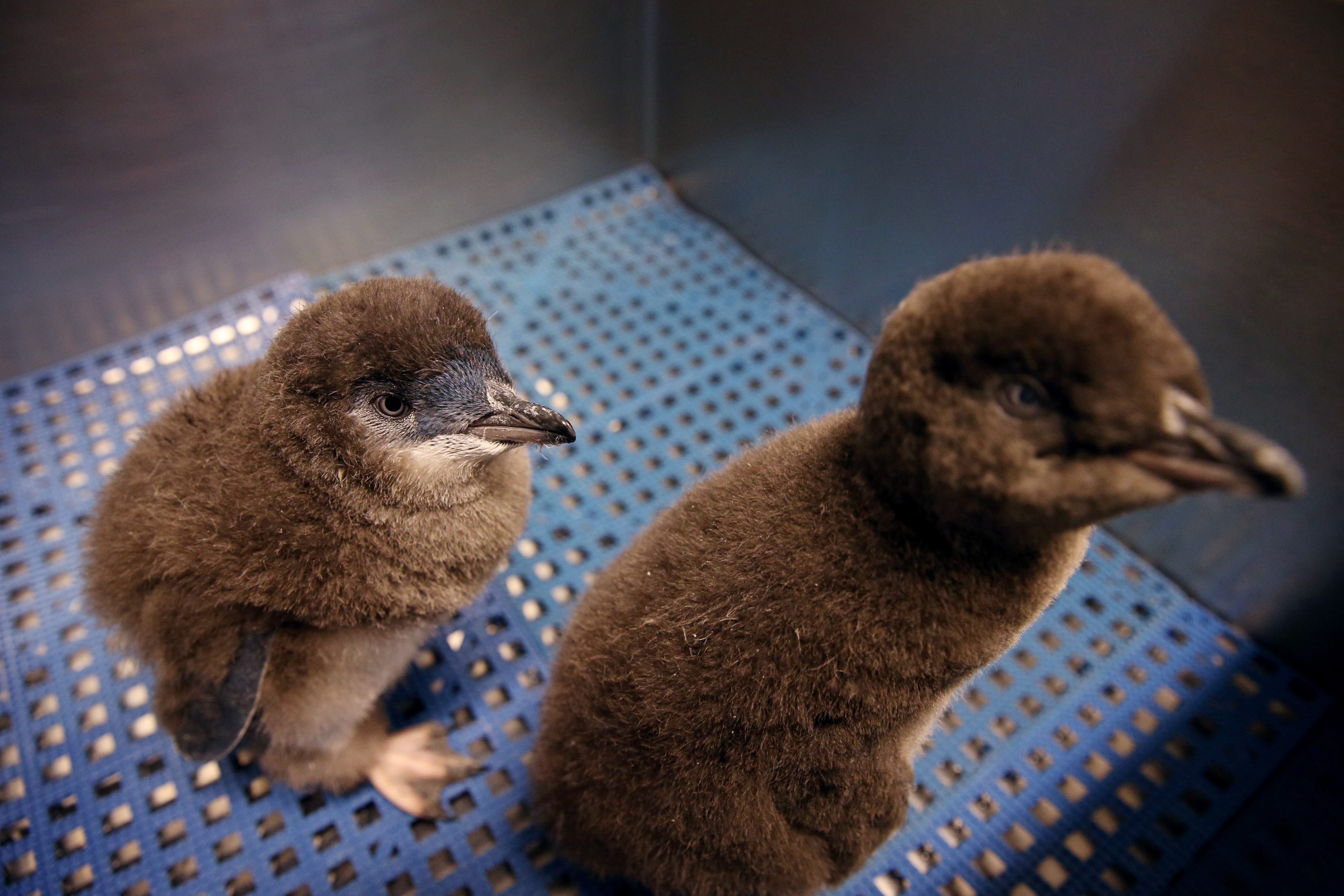 On Tuesday, the chicks had their public debut, though staff says it will still be a little while longer before they join the colony at the facility.