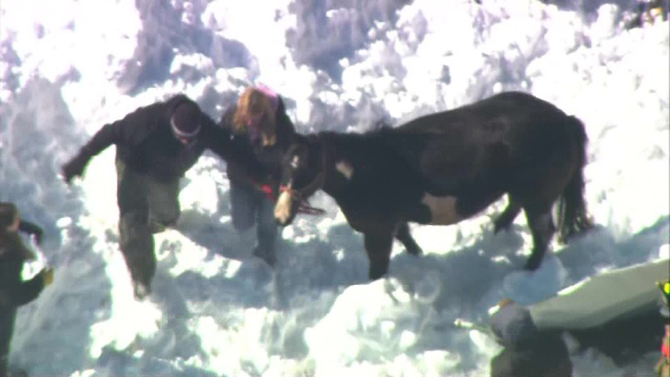 A horse was led away from the collapsed structure.