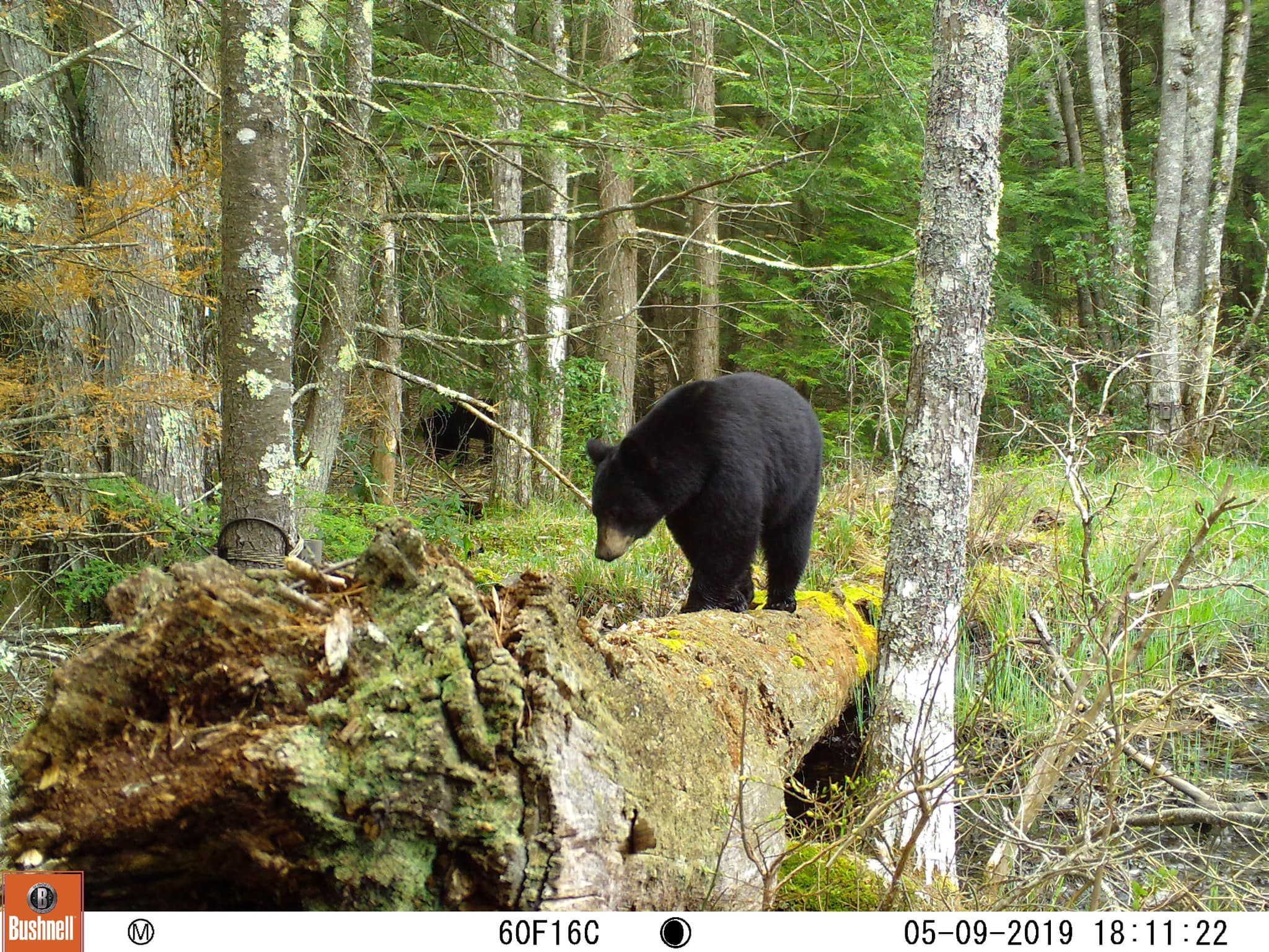 A bear balances on a downed tree while the trail camera watches.