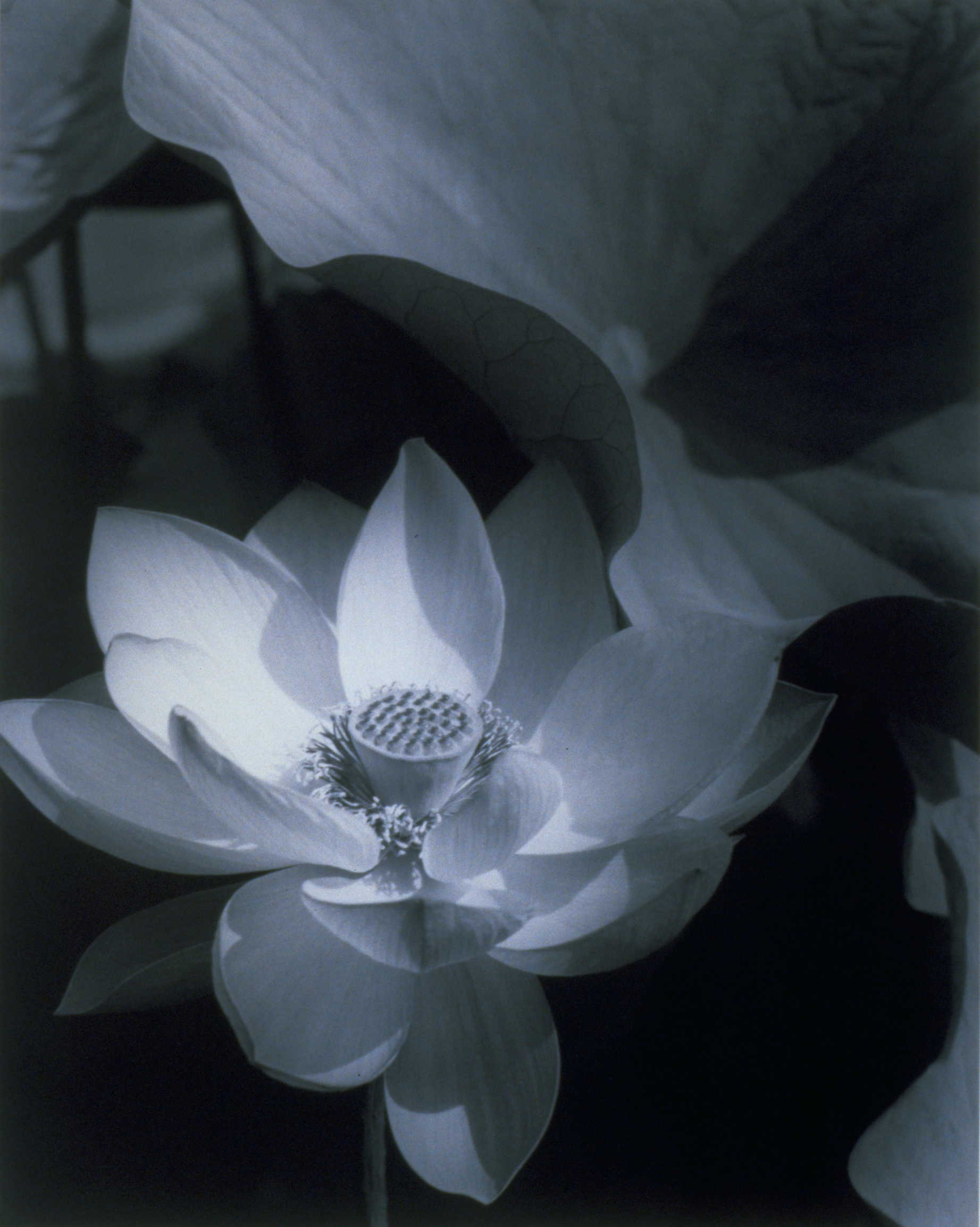 Edward Steichen’s “Lotus, Mount Kisco, New York.”