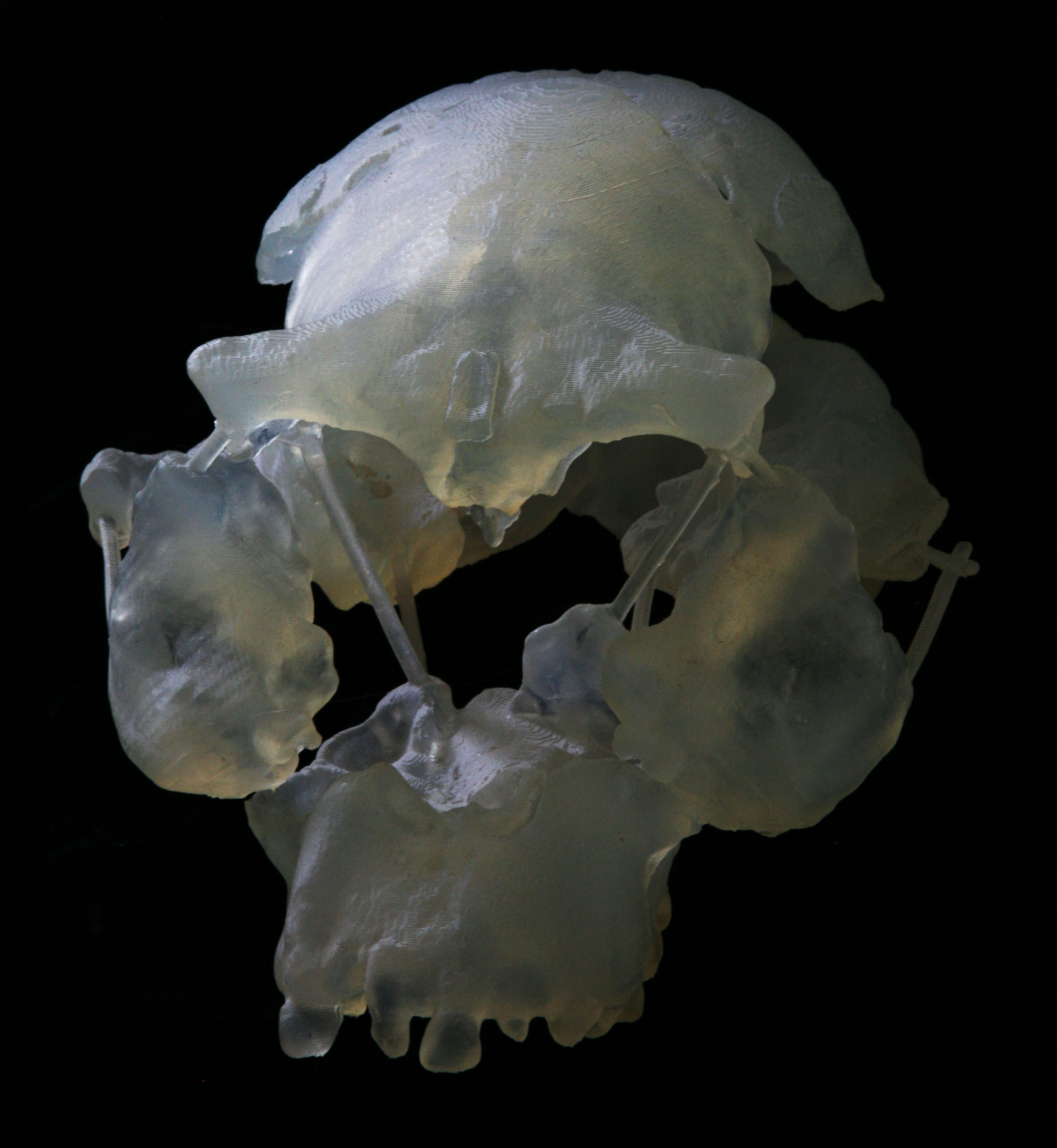 The digitally created skull.