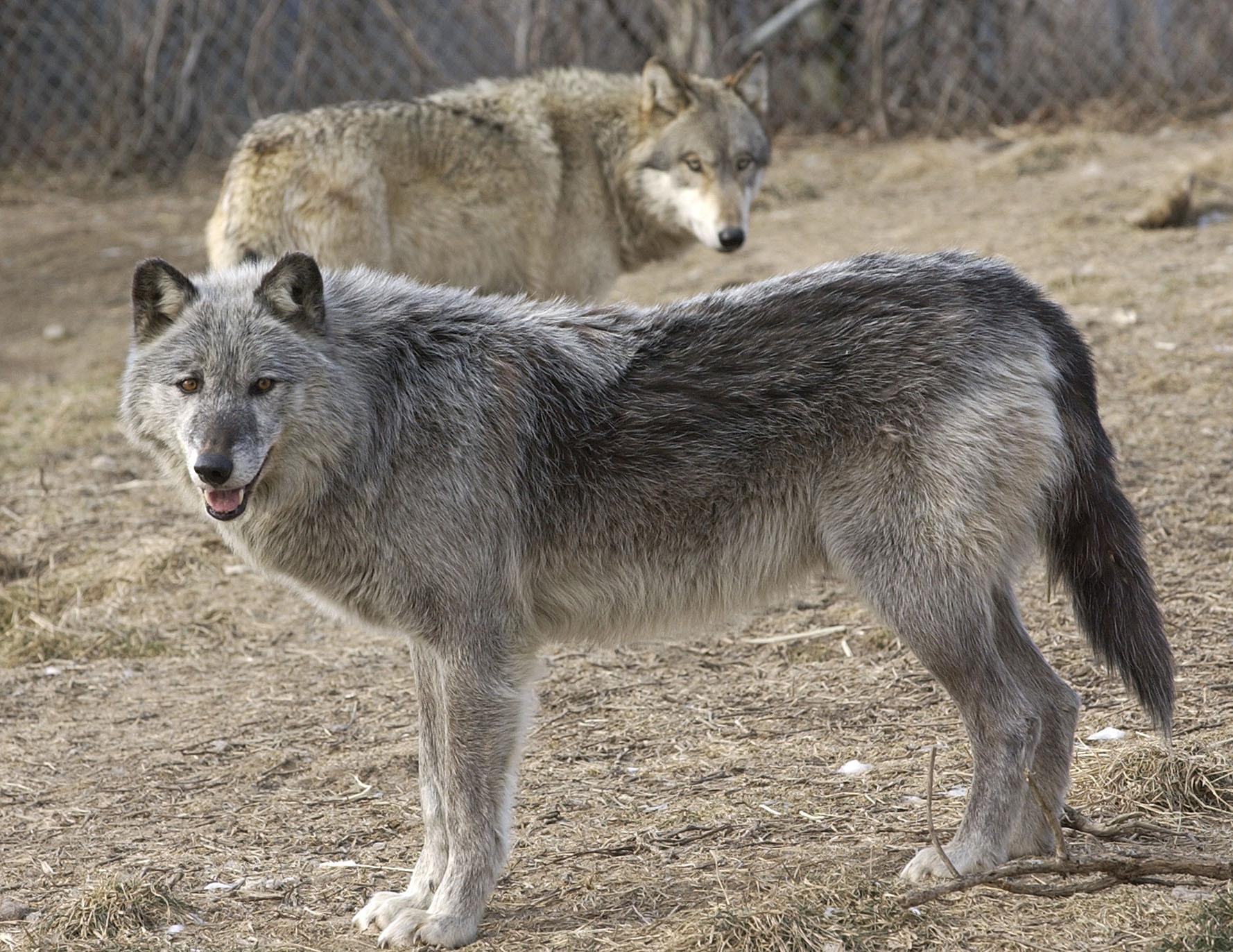 At least one gray wolf was reported stalking sheep in Massachusetts.
