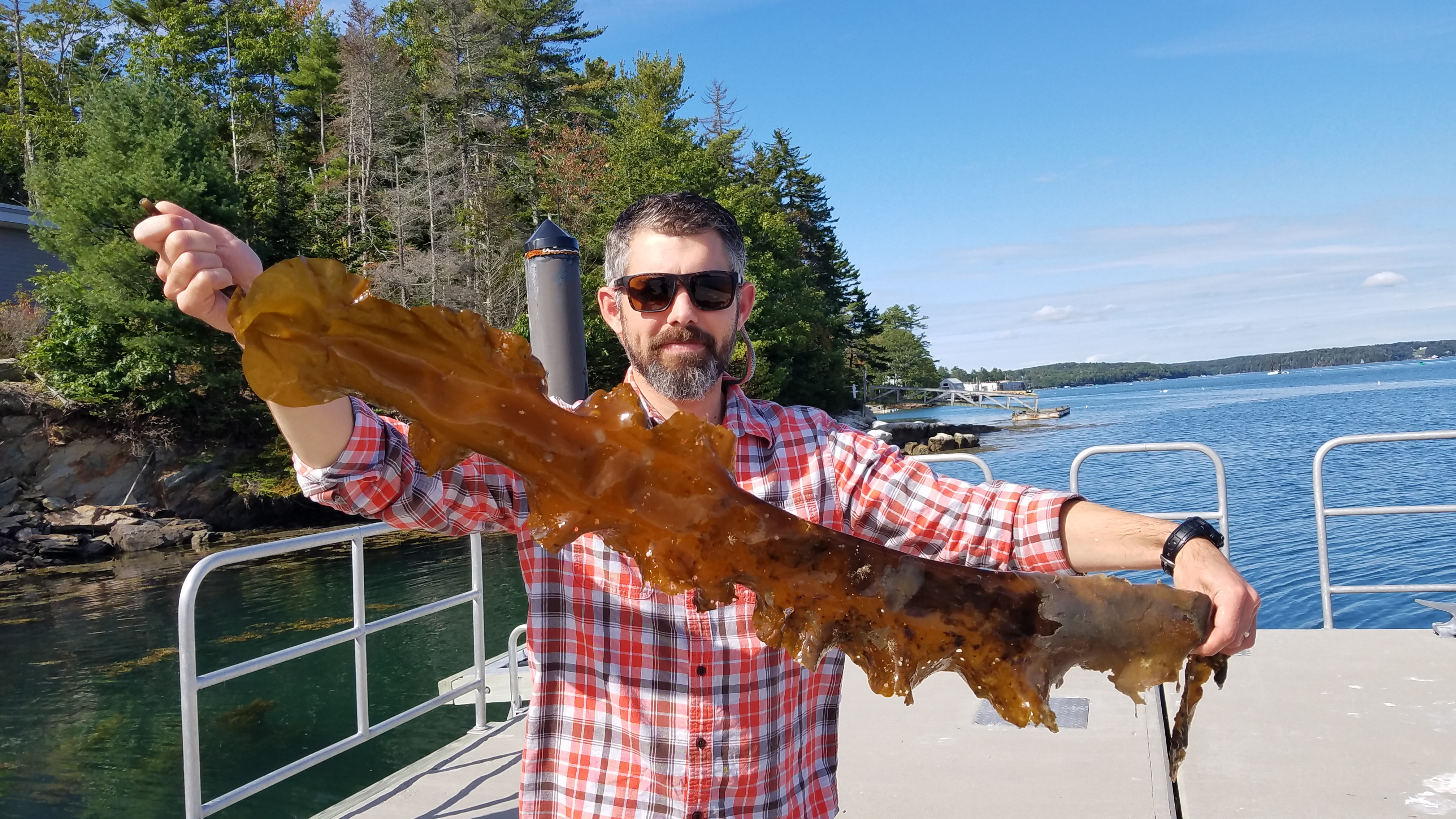 Doug Rasher, a research scientist at the Bigelow Laboratory of Ocean Sciences in East Boothbay, showed a stripe of kelp covered with a damaging parasite.