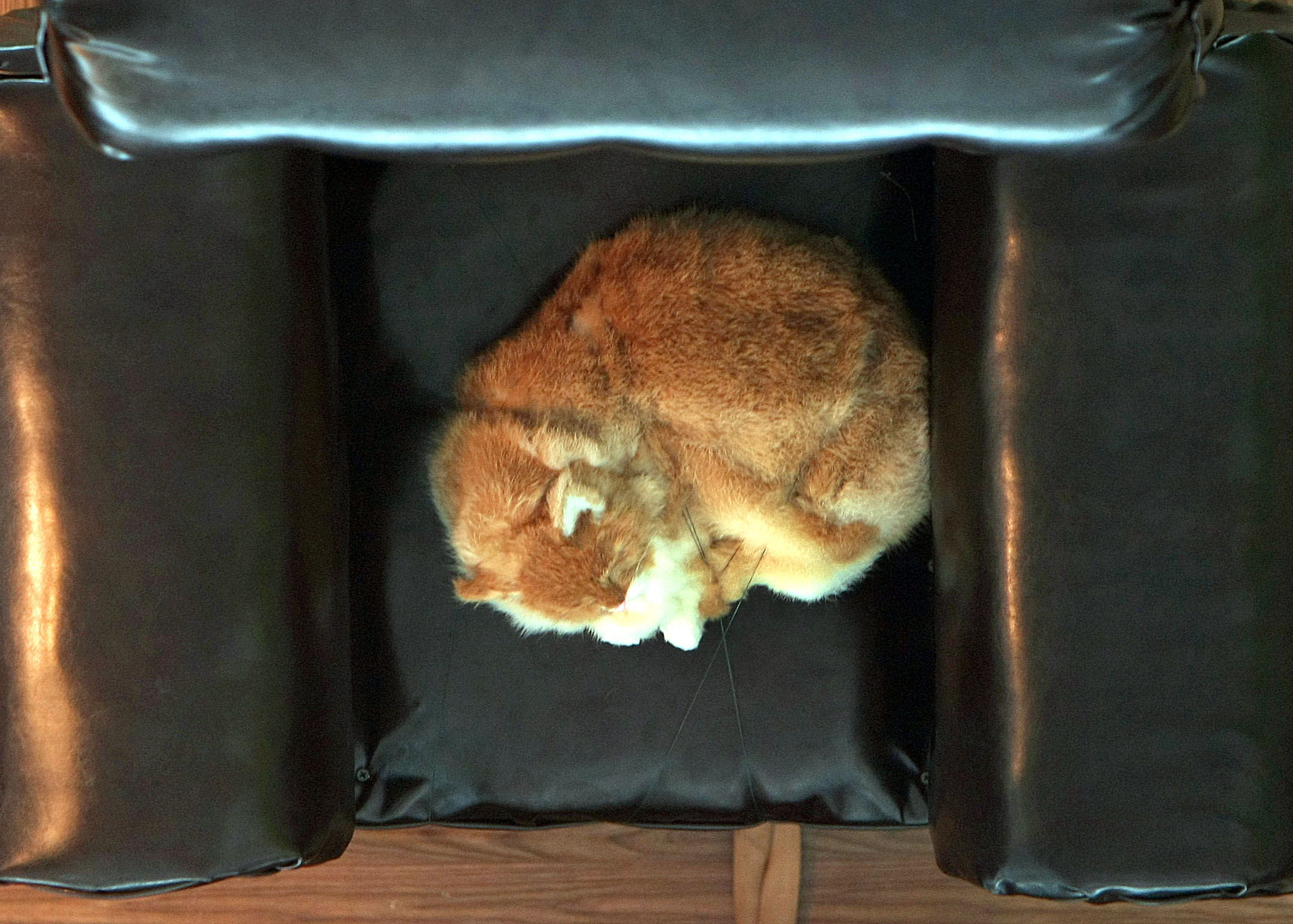 The upside-down room included a fake cat.