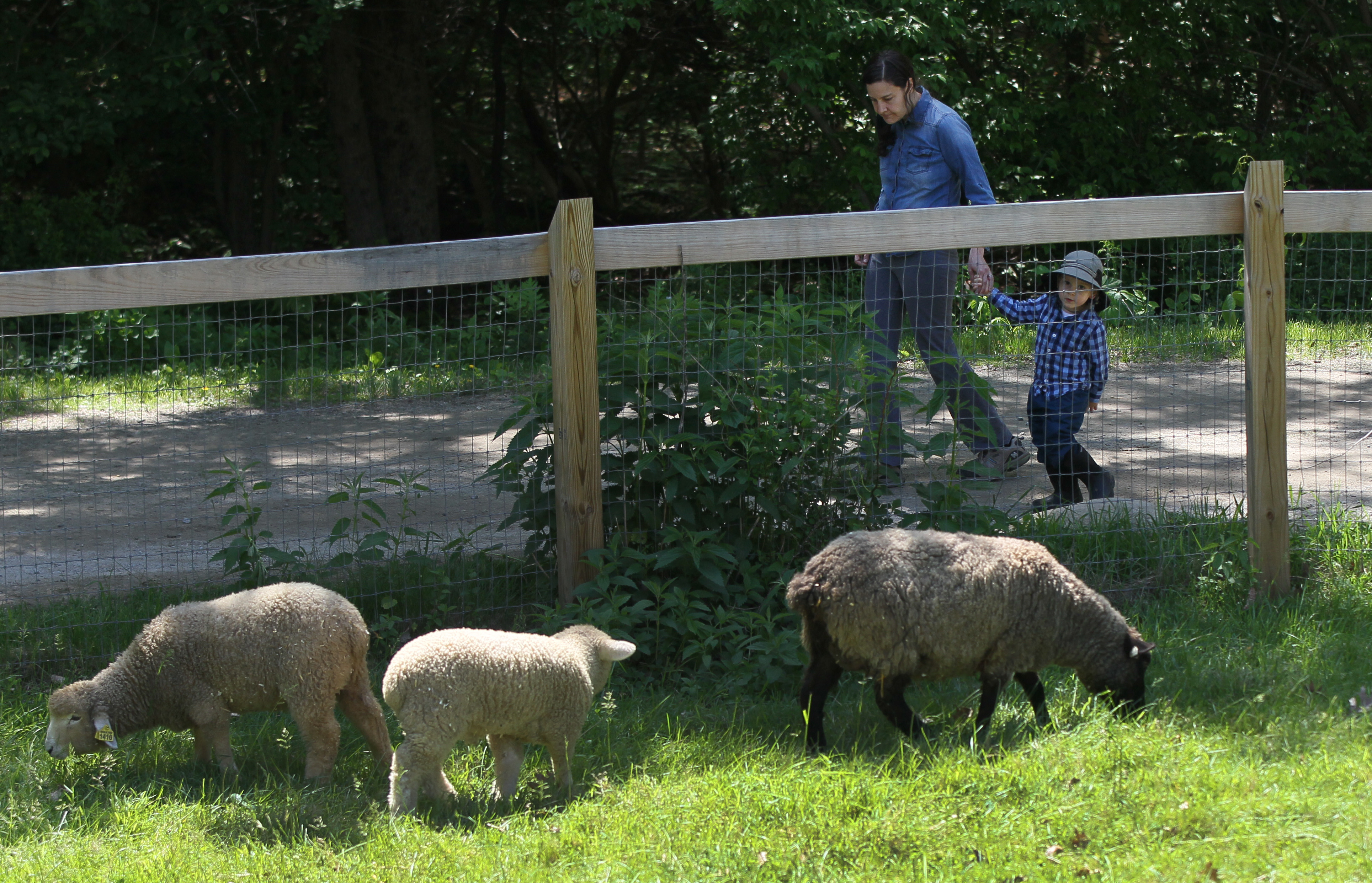 Drumlin Farm.
