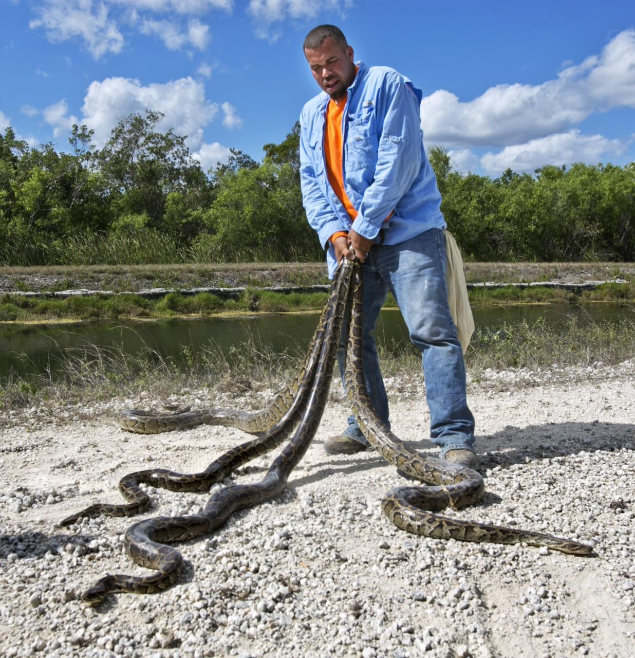 Ruben Ramirez joined Florida’s Python Challenge. About 100,000 pythons are estimated to live in the Everglades.