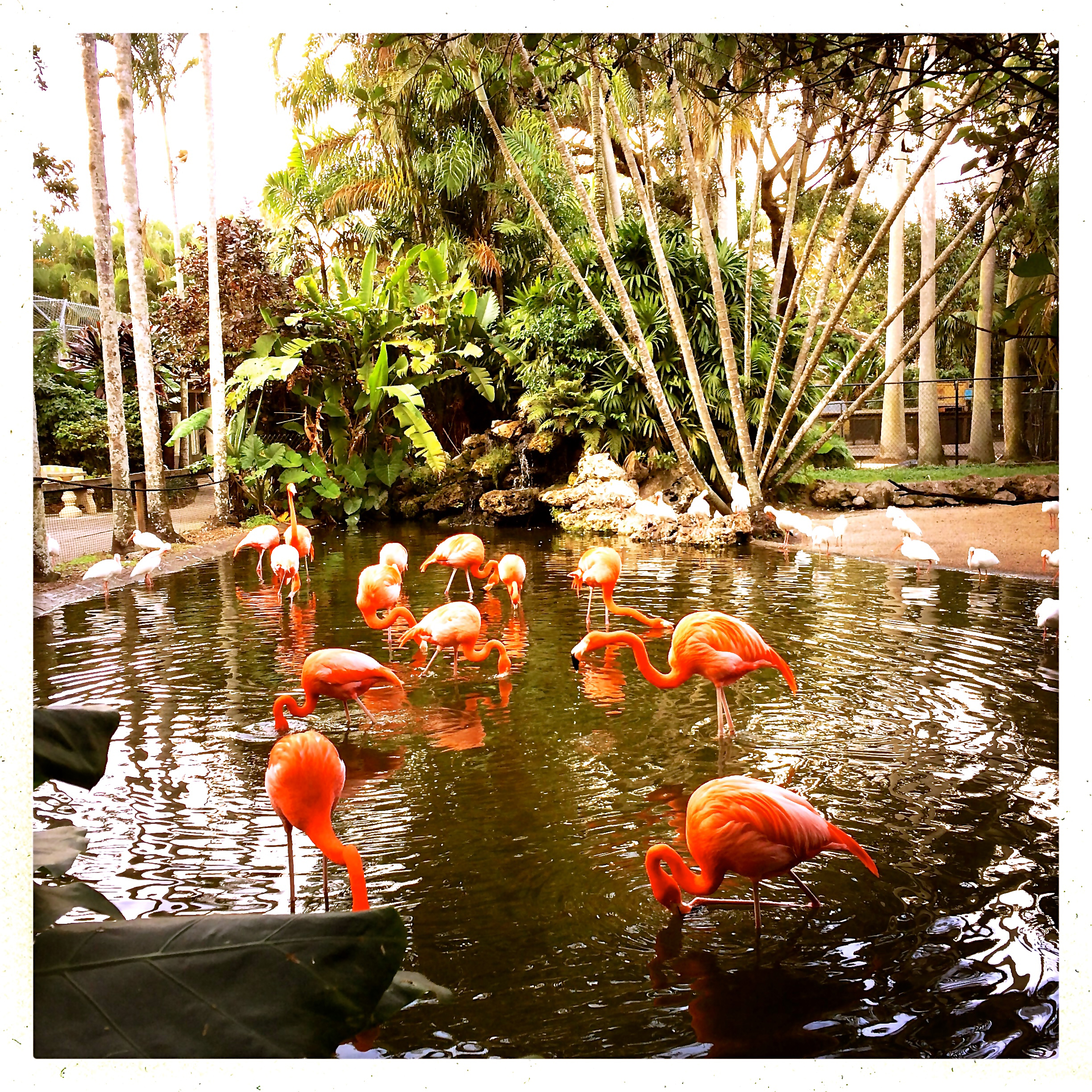 A flock at Flamingo Gardens in Davie.