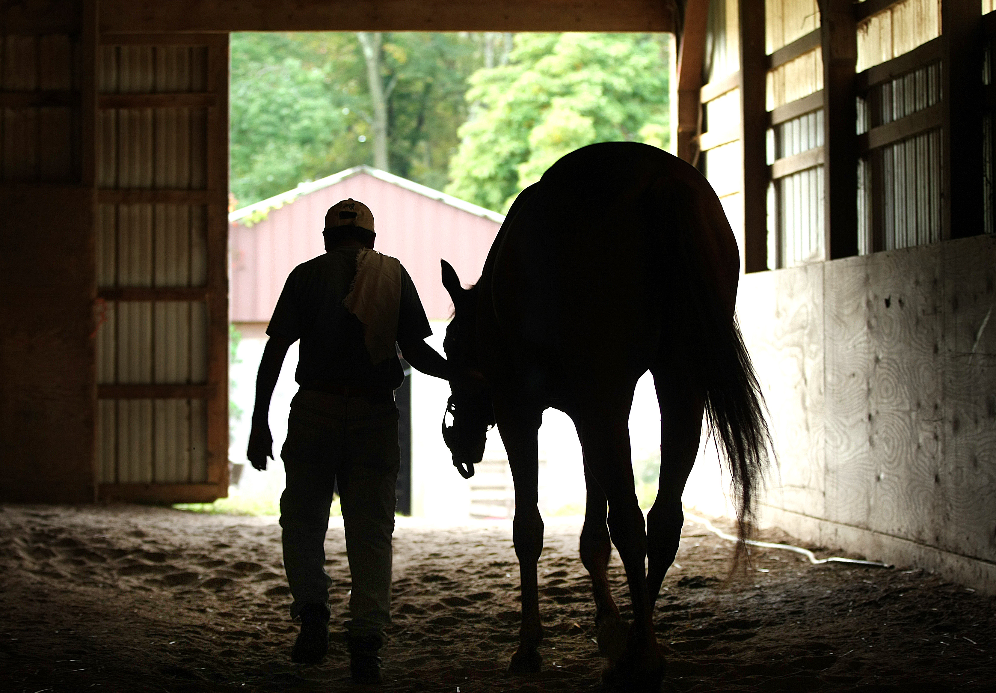 A jockey at Briar Hill Farm in Rehoboth walked a two-year-old thoroughbred through the stable.