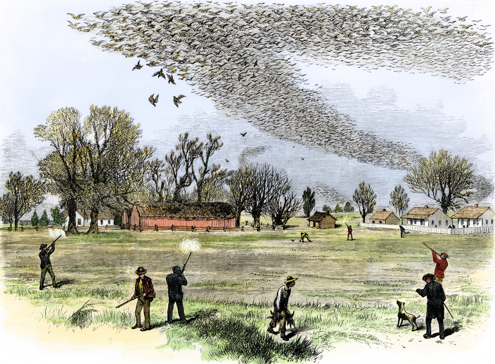 A passenger pigeon flock being hunted in Louisiana in 1875.