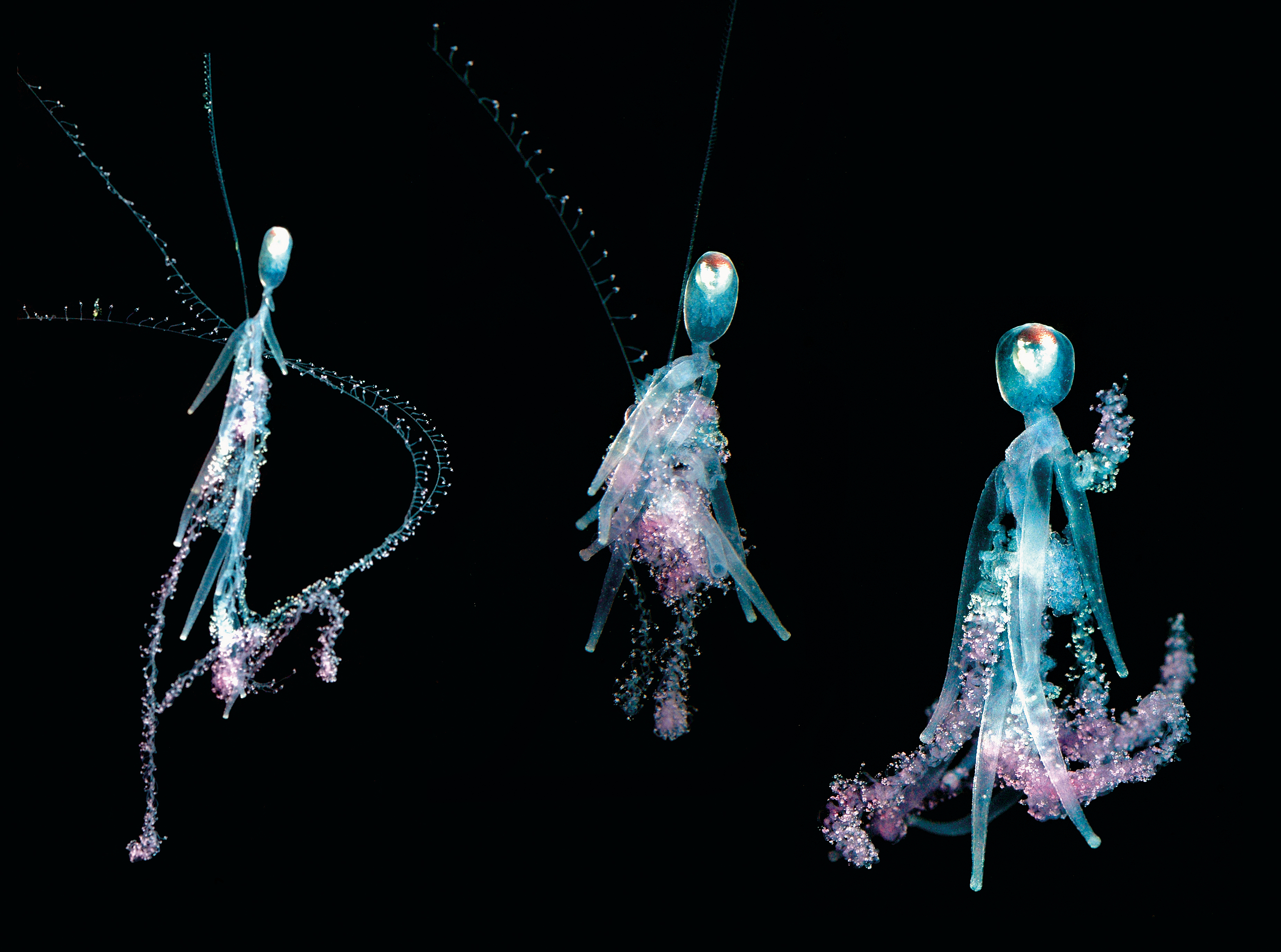 Three views of a single animal, sihonophore Rhizophysa.
